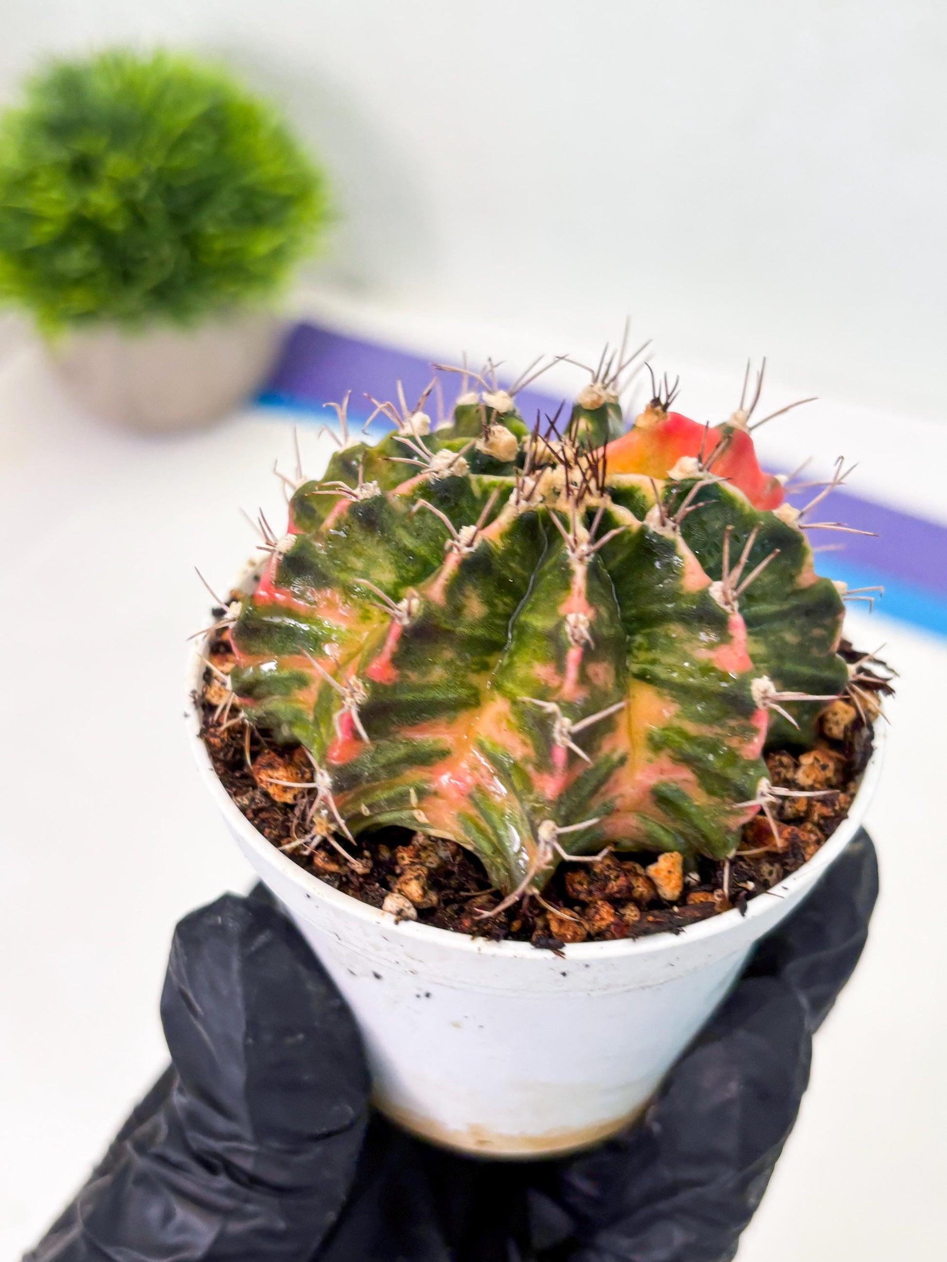 Gymnocalycium LB Hybrid (gy1) (y2) | variegated cactus