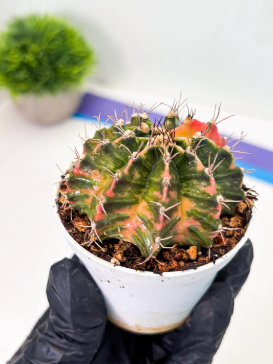 Gymnocalycium LB Hybrid (gy1) (y2) | variegated cactus