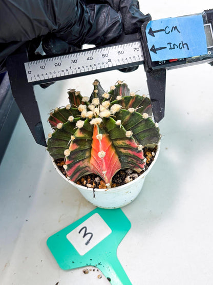 Gymnocalycium LB Hybrid (gy1) (y3) | variegated cactus