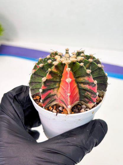 Gymnocalycium LB Hybrid (gy1) (y3) | variegated cactus