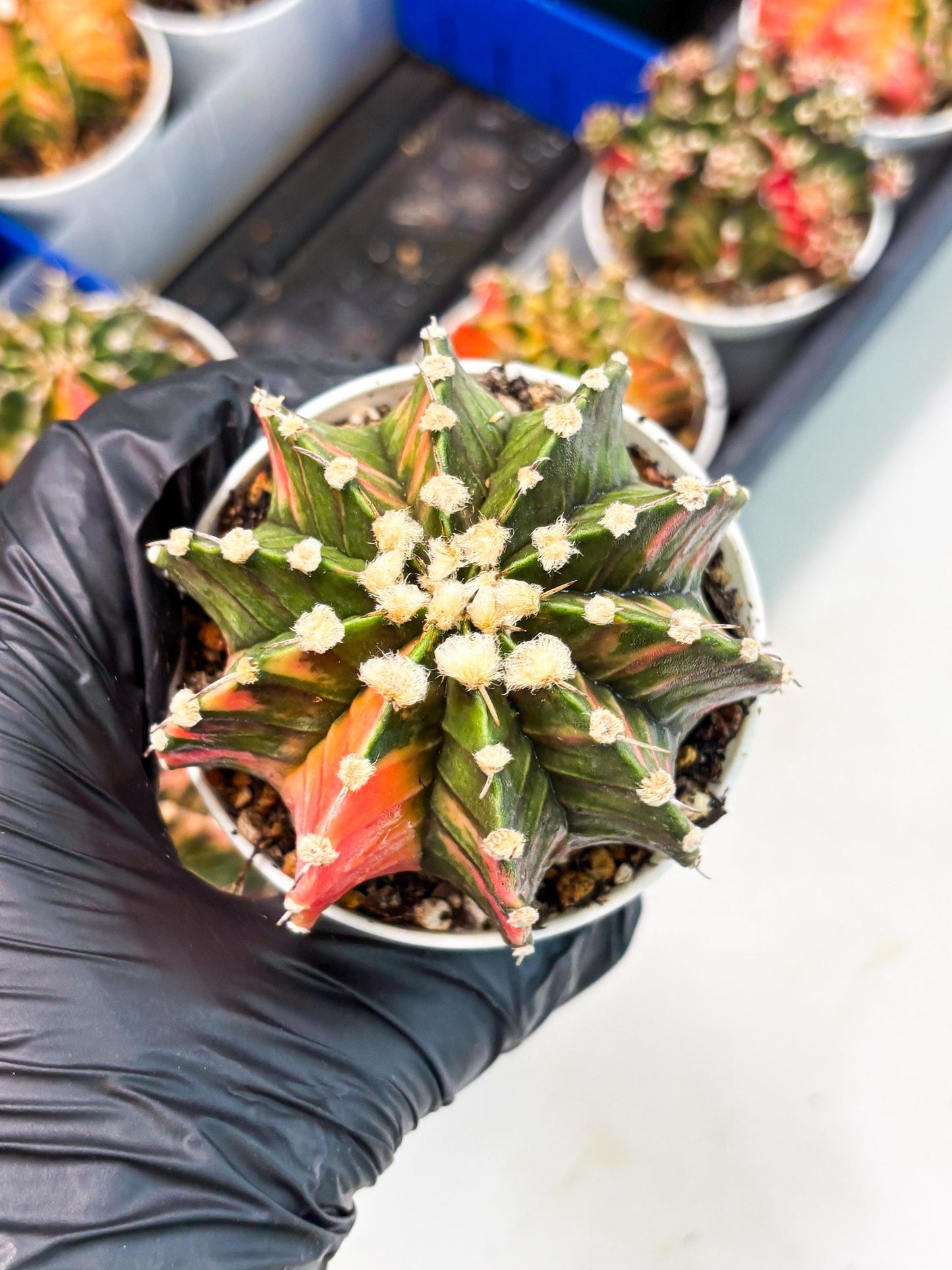 Gymnocalycium LB Hybrid (gy1) (y3) | variegated cactus