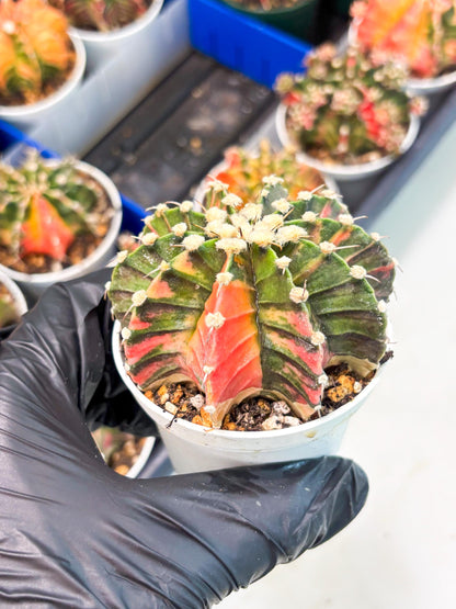 Gymnocalycium LB Hybrid (gy1) (y3) | variegated cactus