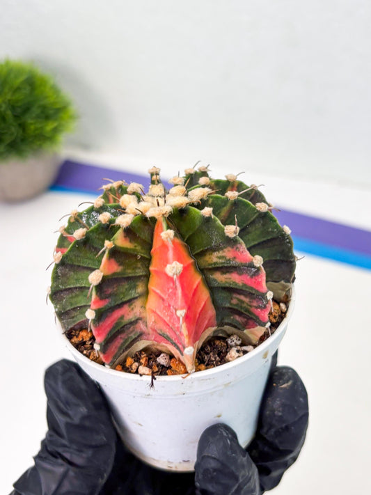 Gymnocalycium LB Hybrid (gy1) (y3) | variegated cactus