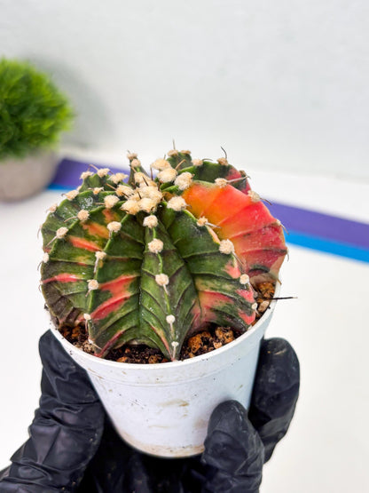 Gymnocalycium LB Hybrid (gy1) (y3) | variegated cactus