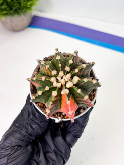 Gymnocalycium LB Hybrid (gy1) (y3) | variegated cactus