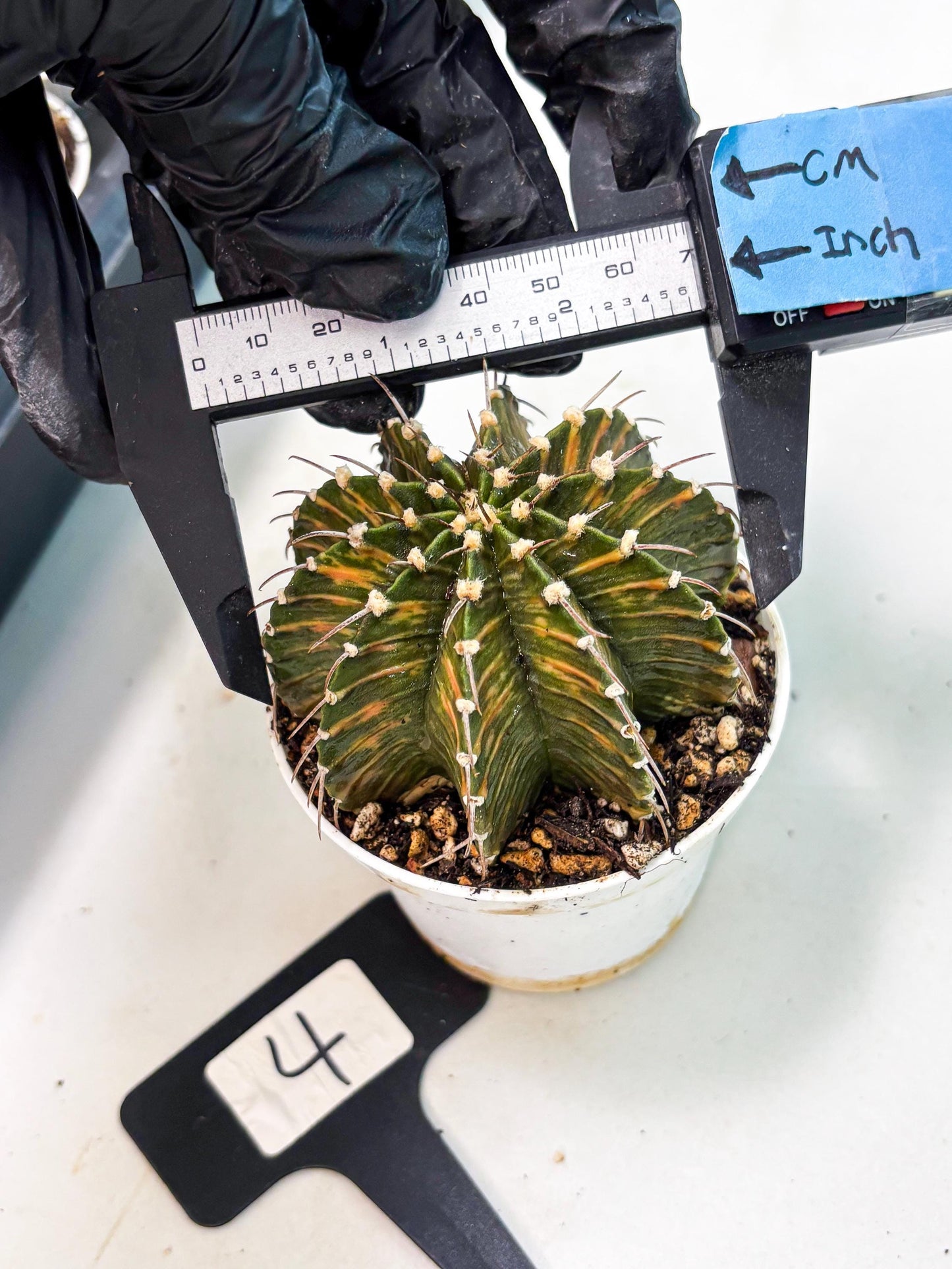 Gymnocalycium LB Hybrid (gy1) (y4) | variegated cactus