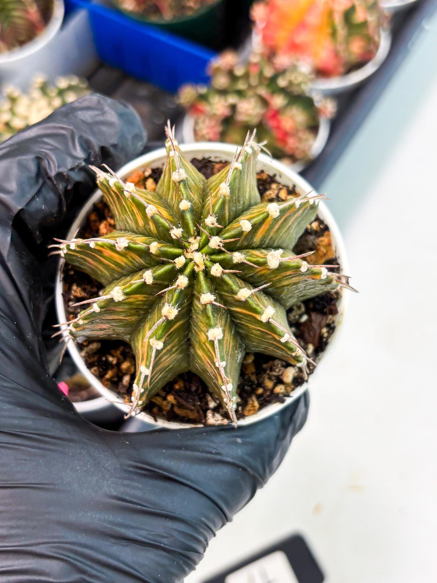 Gymnocalycium LB Hybrid (gy1) (y4) | variegated cactus