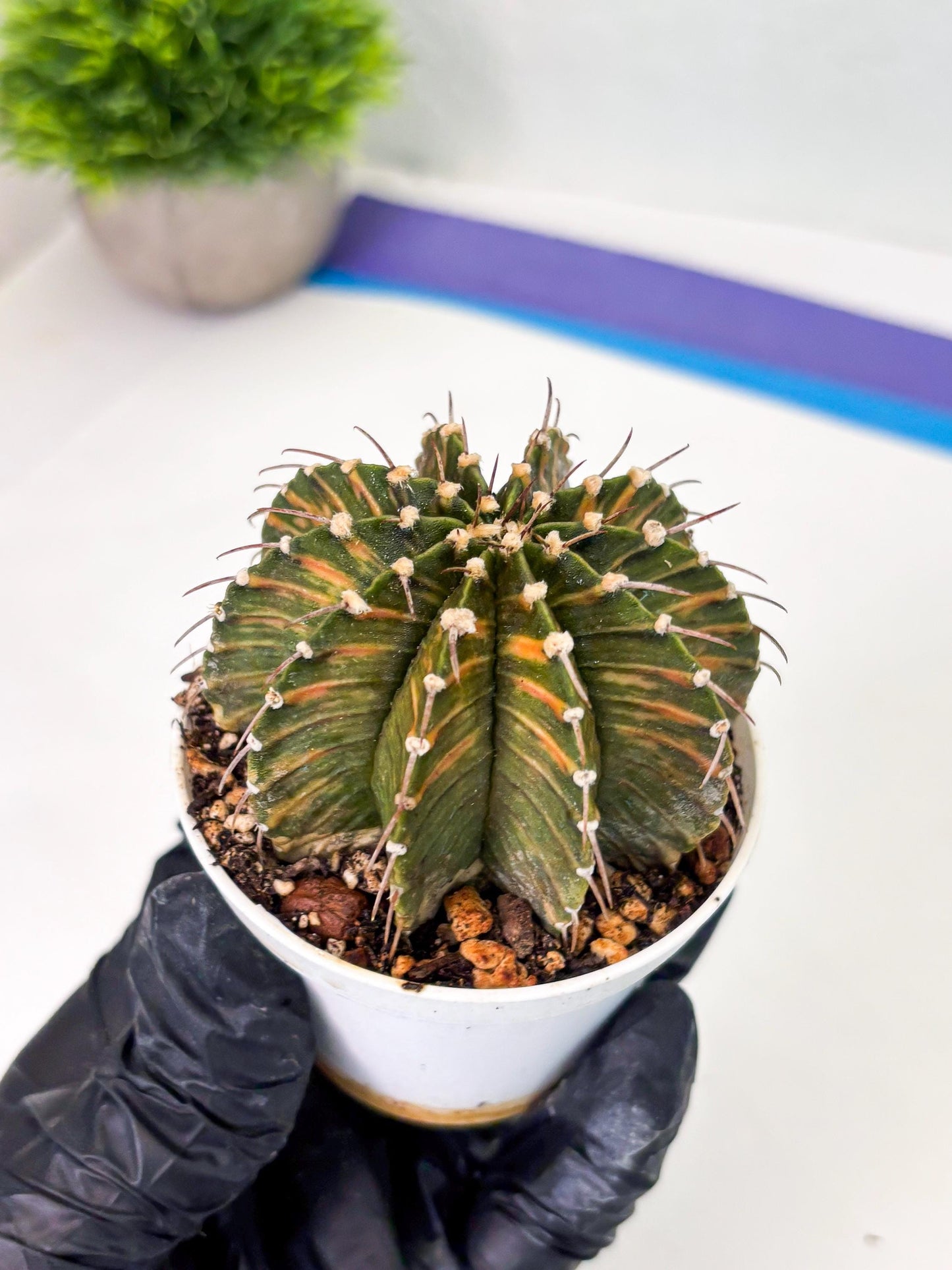 Gymnocalycium LB Hybrid (gy1) (y4) | variegated cactus