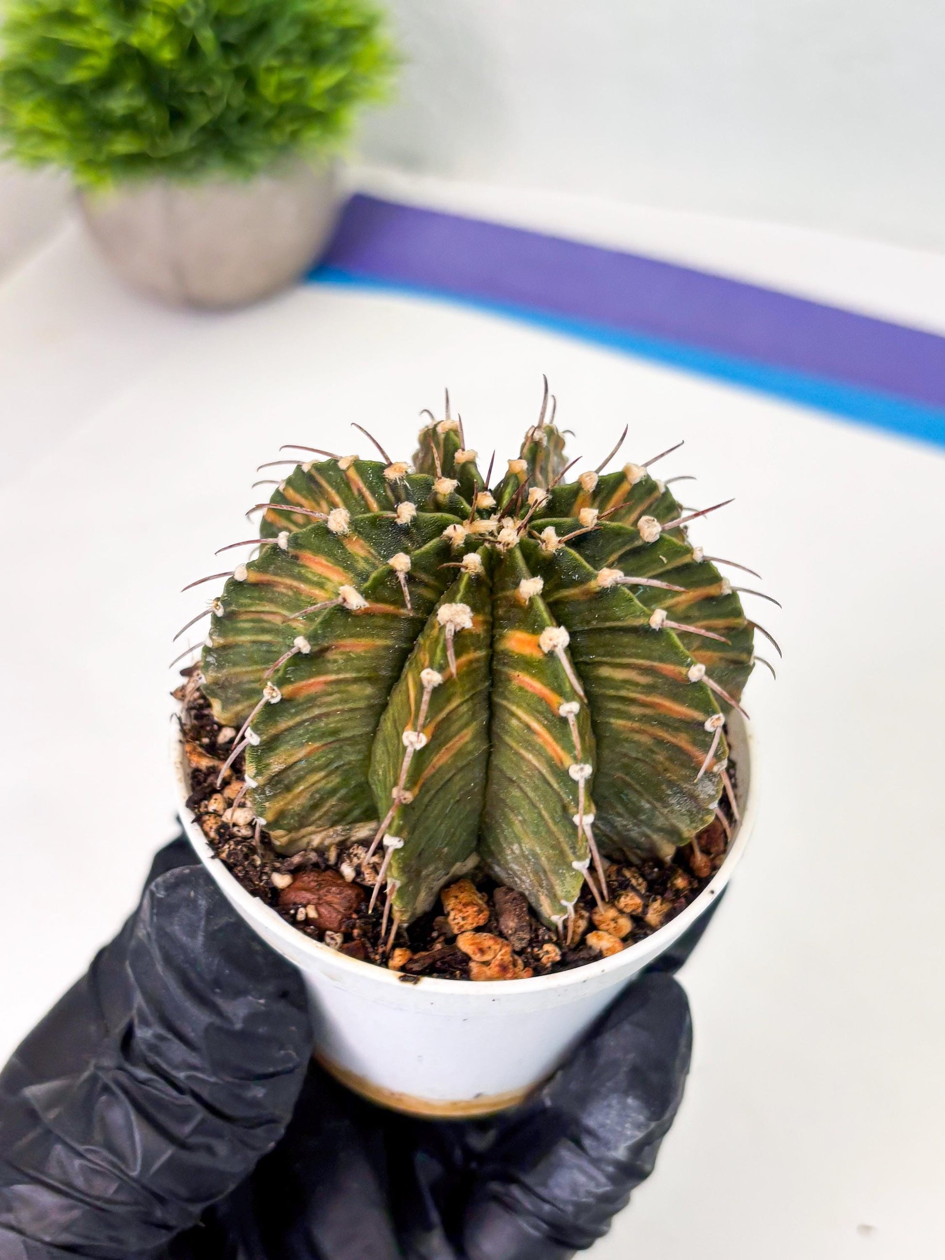 Gymnocalycium LB Hybrid (gy1) (y4) | variegated cactus