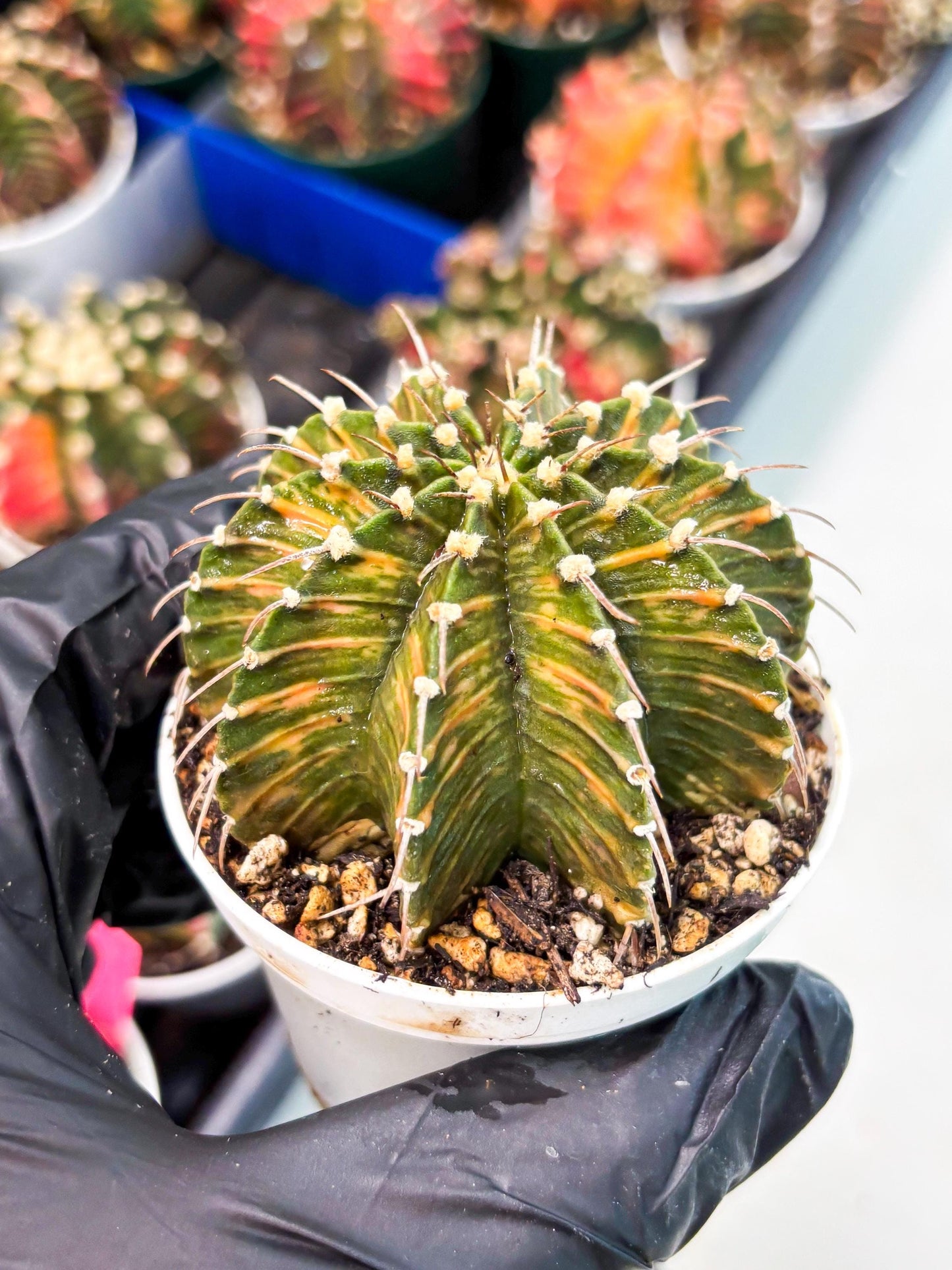 Gymnocalycium LB Hybrid (gy1) (y4) | variegated cactus
