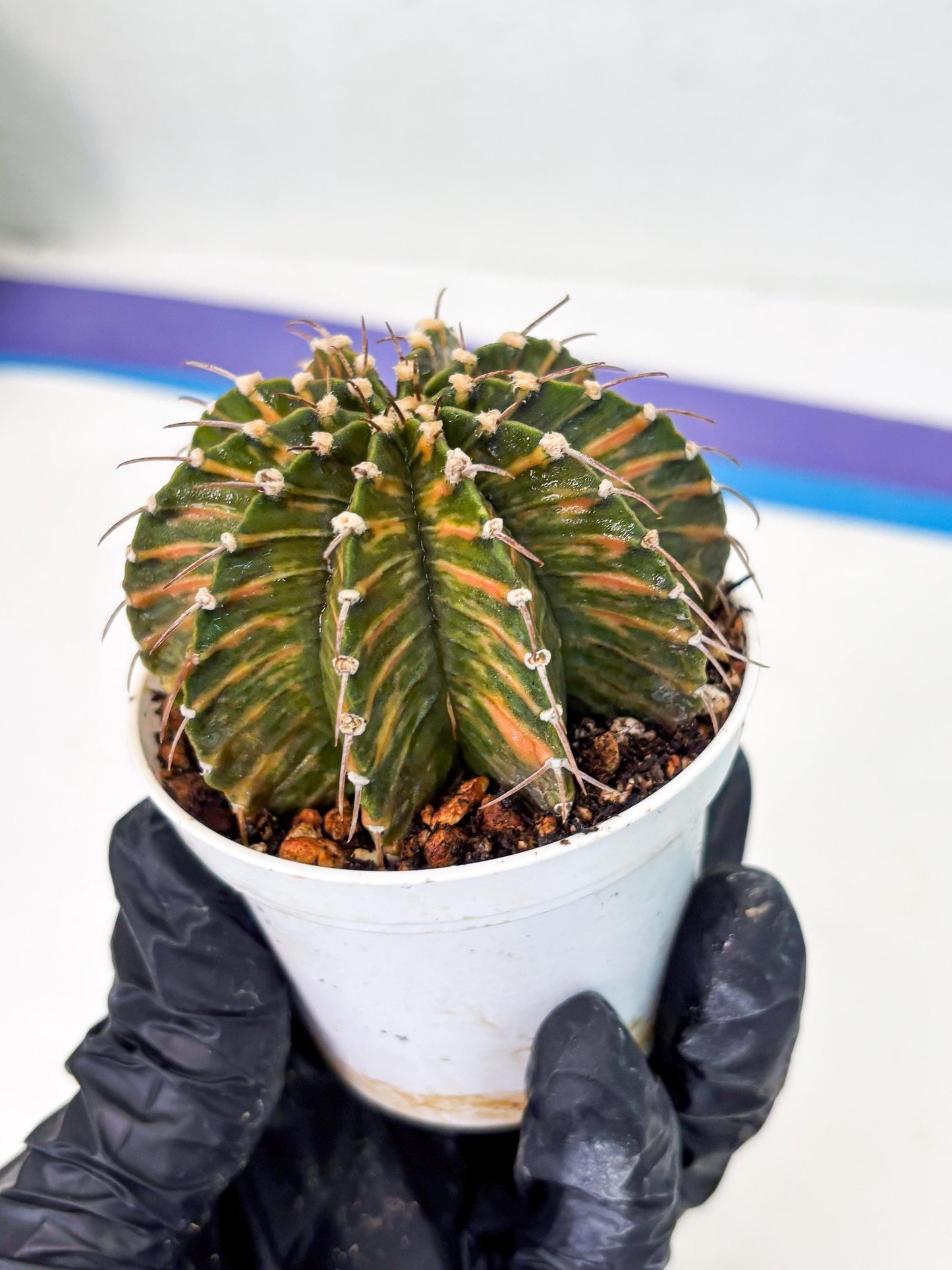 Gymnocalycium LB Hybrid (gy1) (y4) | variegated cactus