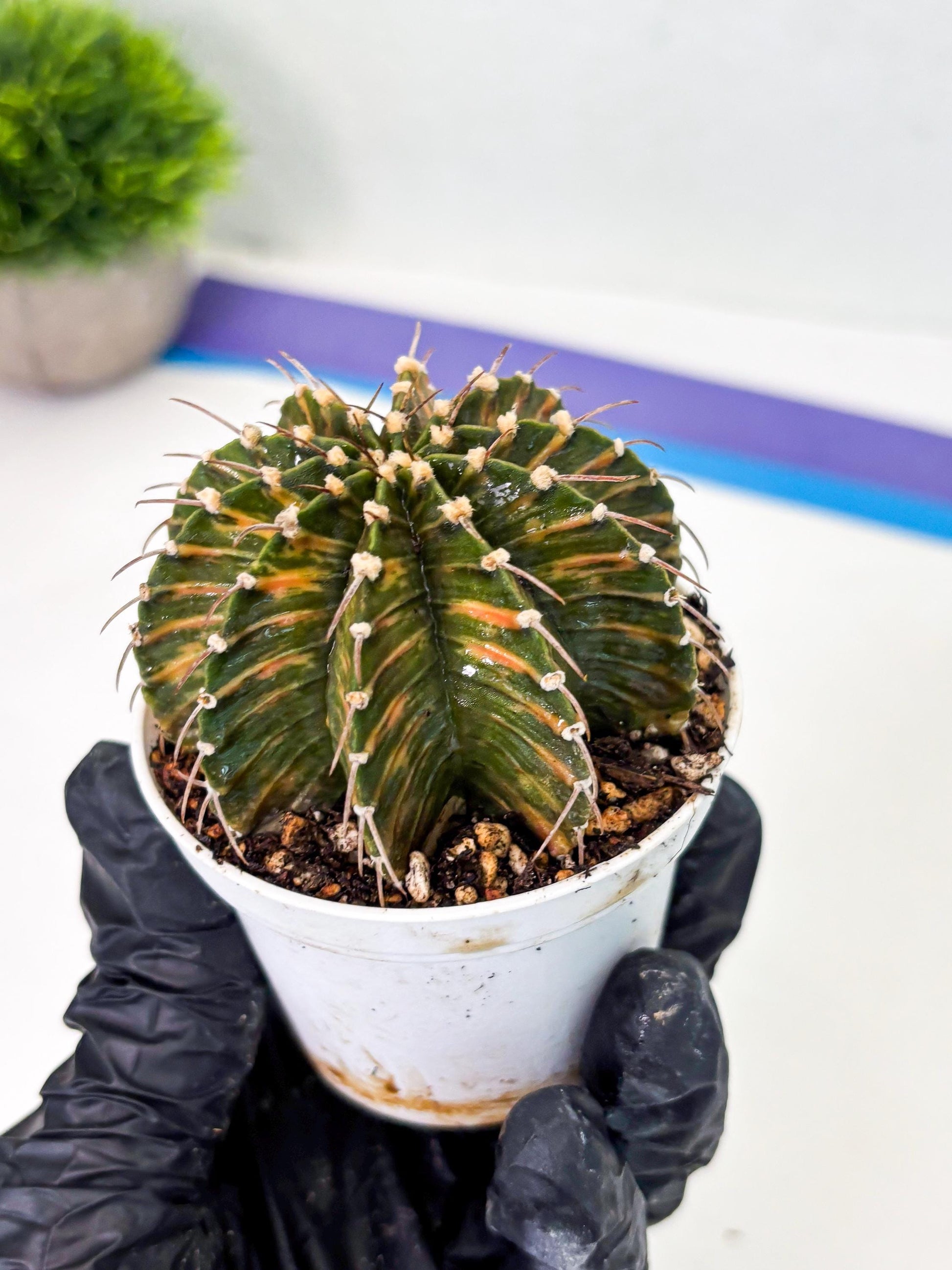 Gymnocalycium LB Hybrid (gy1) (y4) | variegated cactus