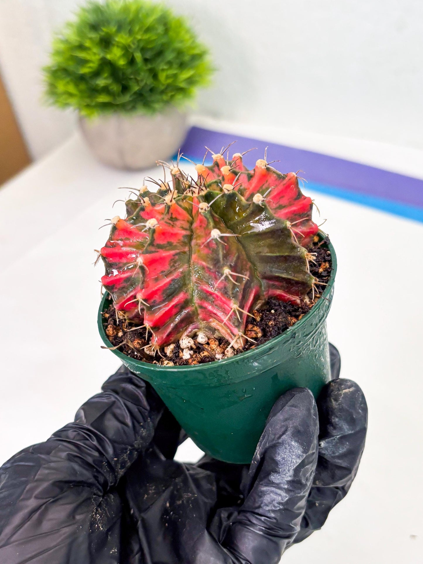 Gymnocalycium LB Hybrid (gy1) (y5) | variegated cactus