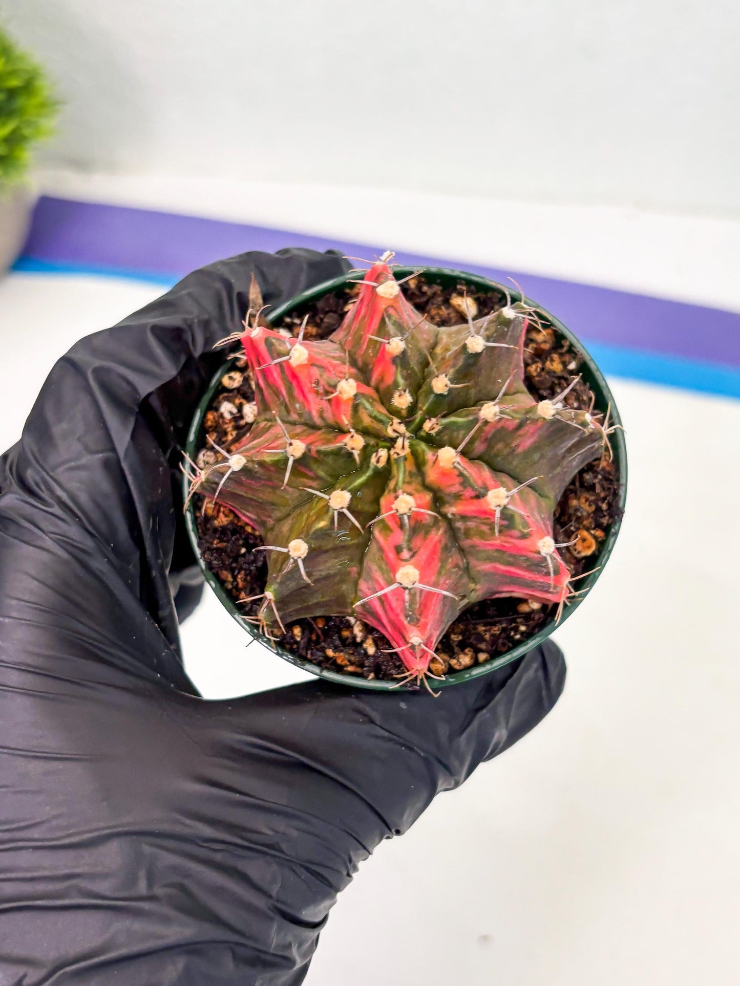 Gymnocalycium LB Hybrid (gy1) (y5) | variegated cactus