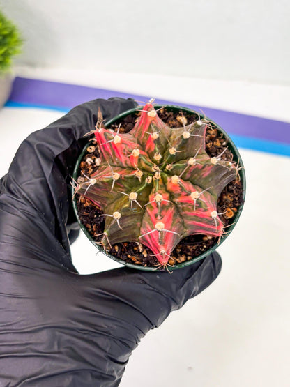 Gymnocalycium LB Hybrid (gy1) (y5) | variegated cactus