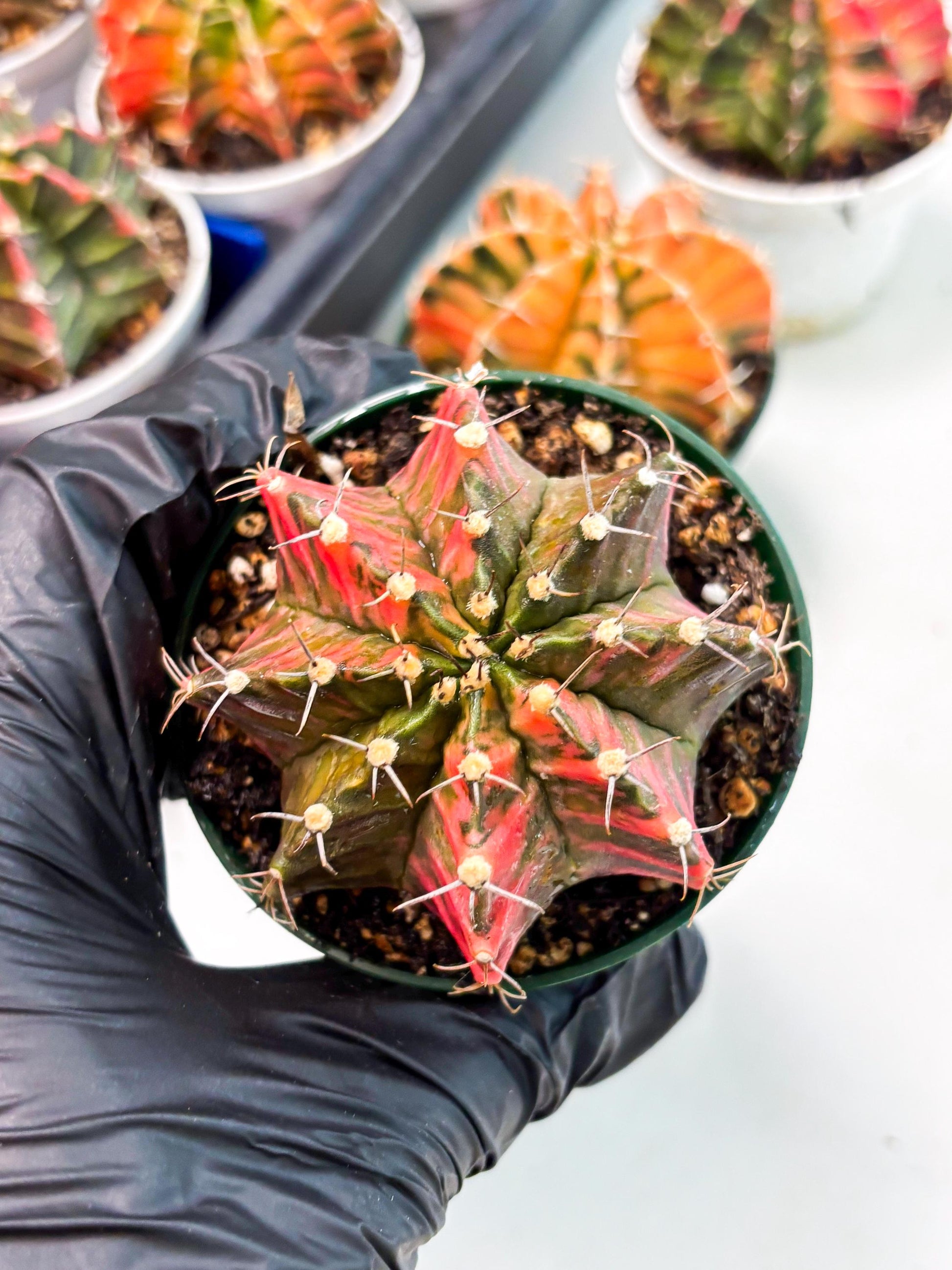 Gymnocalycium LB Hybrid (gy1) (y5) | variegated cactus