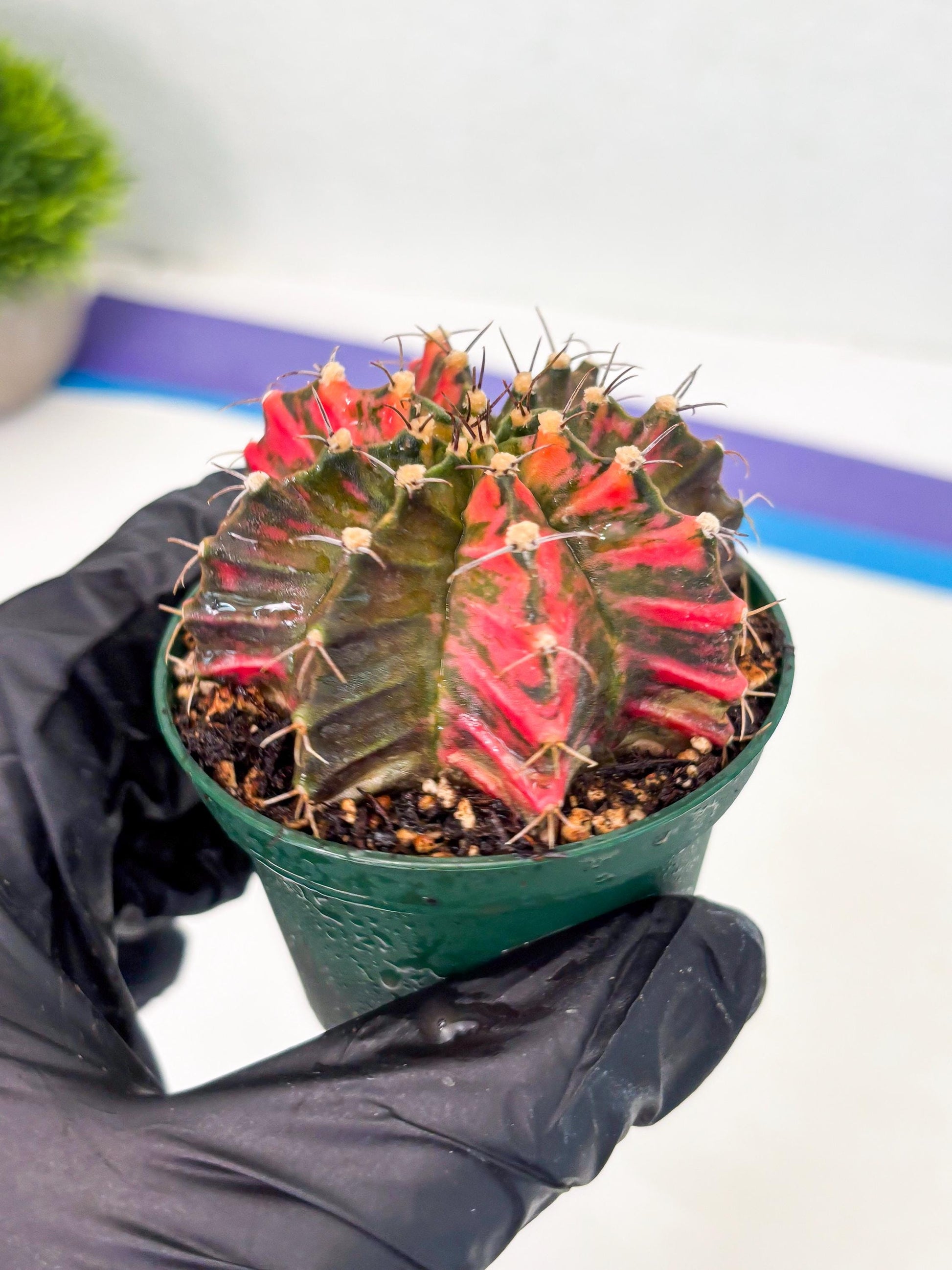 Gymnocalycium LB Hybrid (gy1) (y5) | variegated cactus