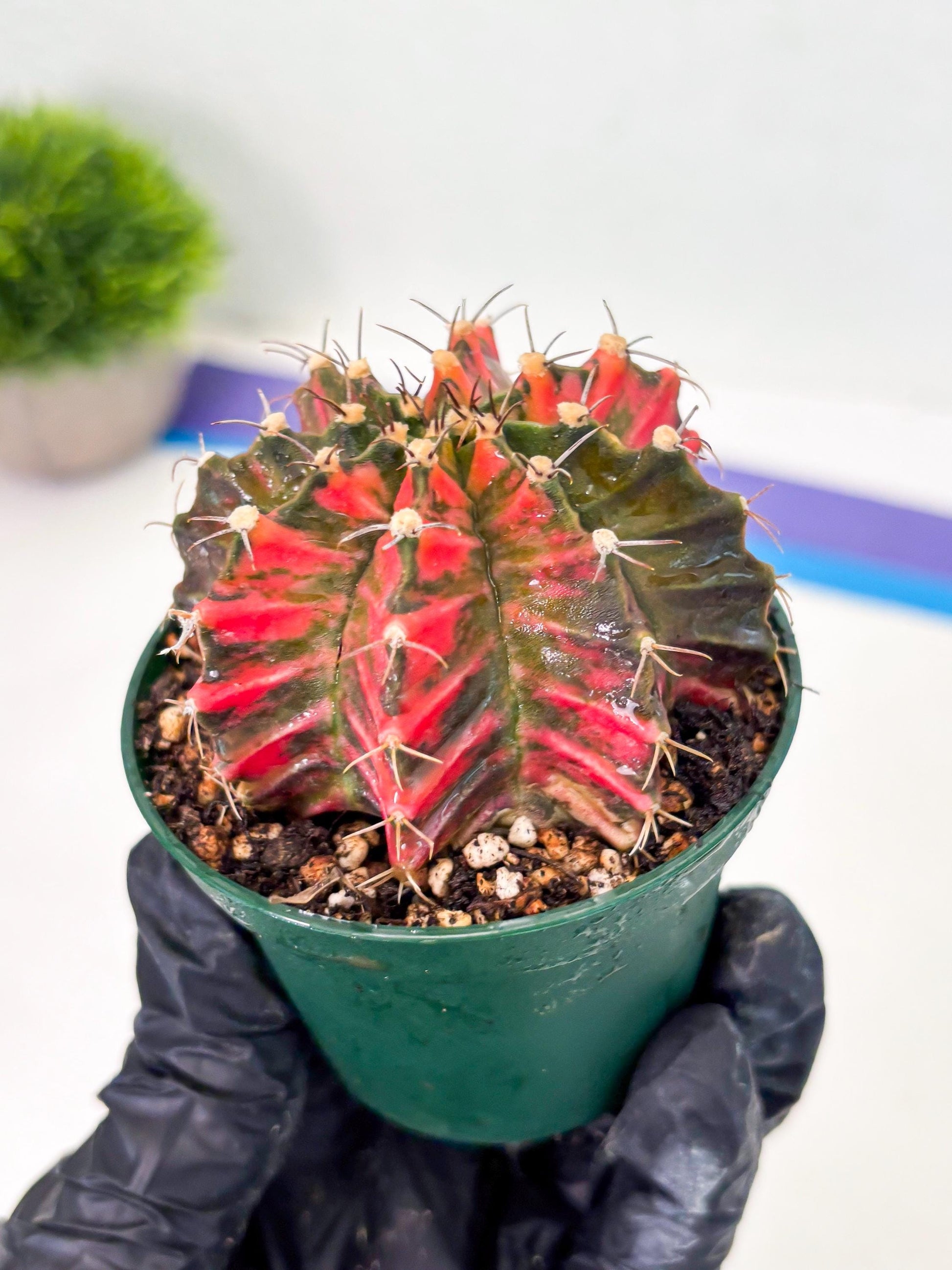 Gymnocalycium LB Hybrid (gy1) (y5) | variegated cactus