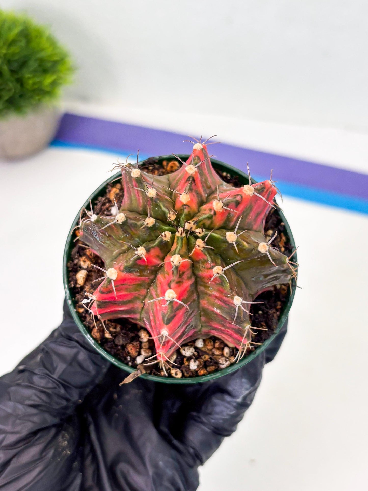 Gymnocalycium LB Hybrid (gy1) (y5) | variegated cactus