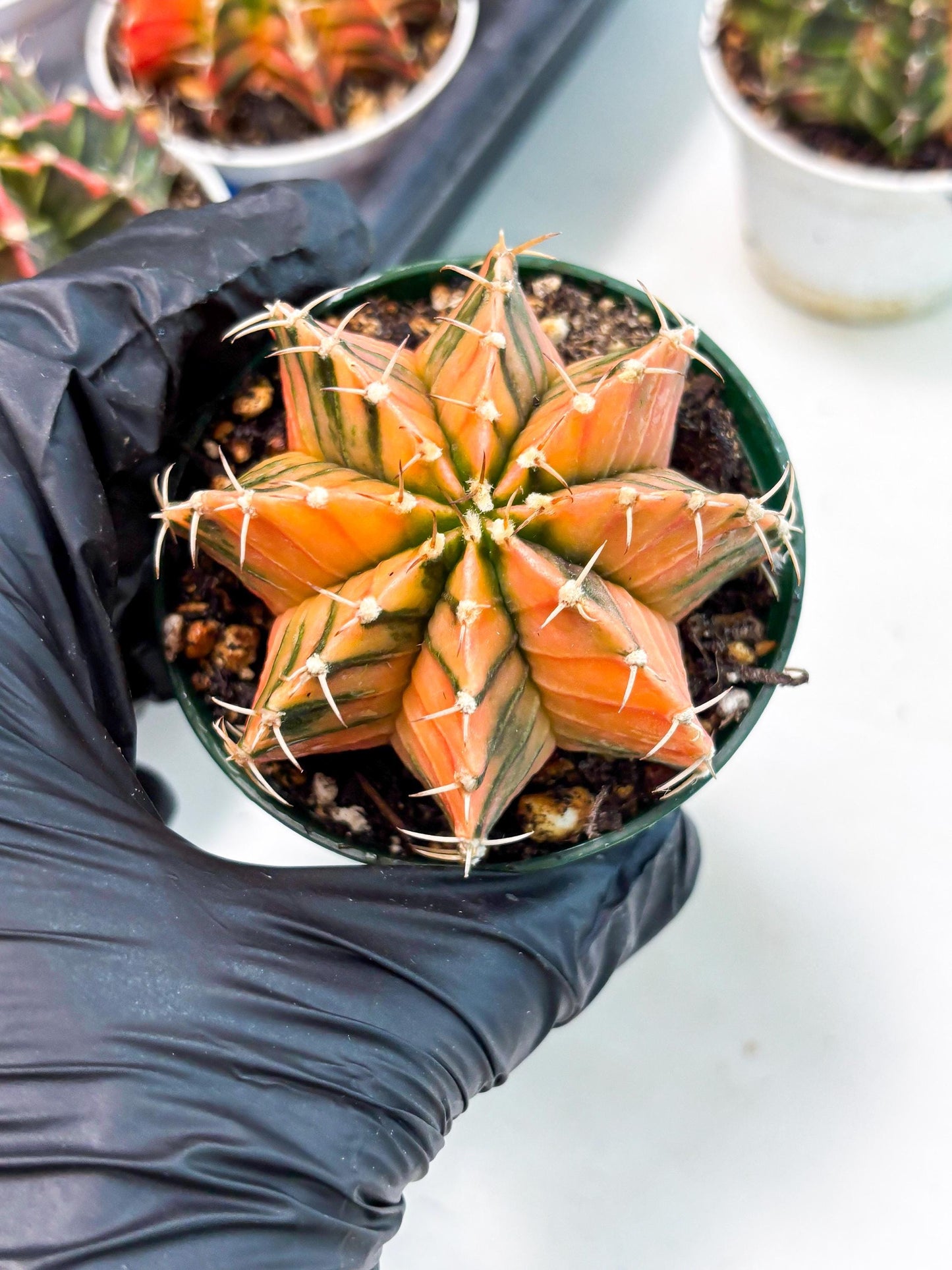 Gymnocalycium LB Hybrid (gy1) (y6) | variegated cactus