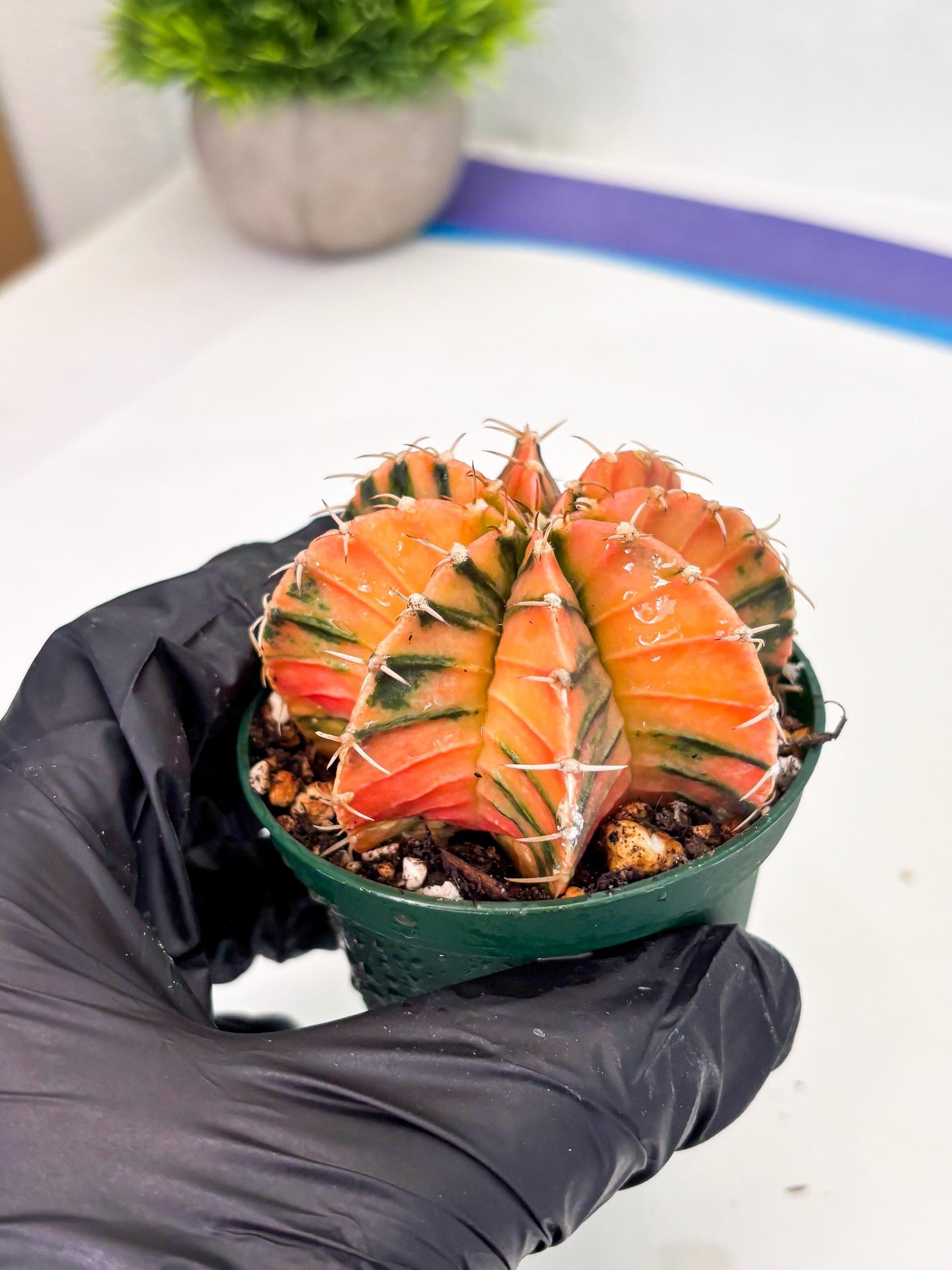 Gymnocalycium LB Hybrid (gy1) (y6) | variegated cactus