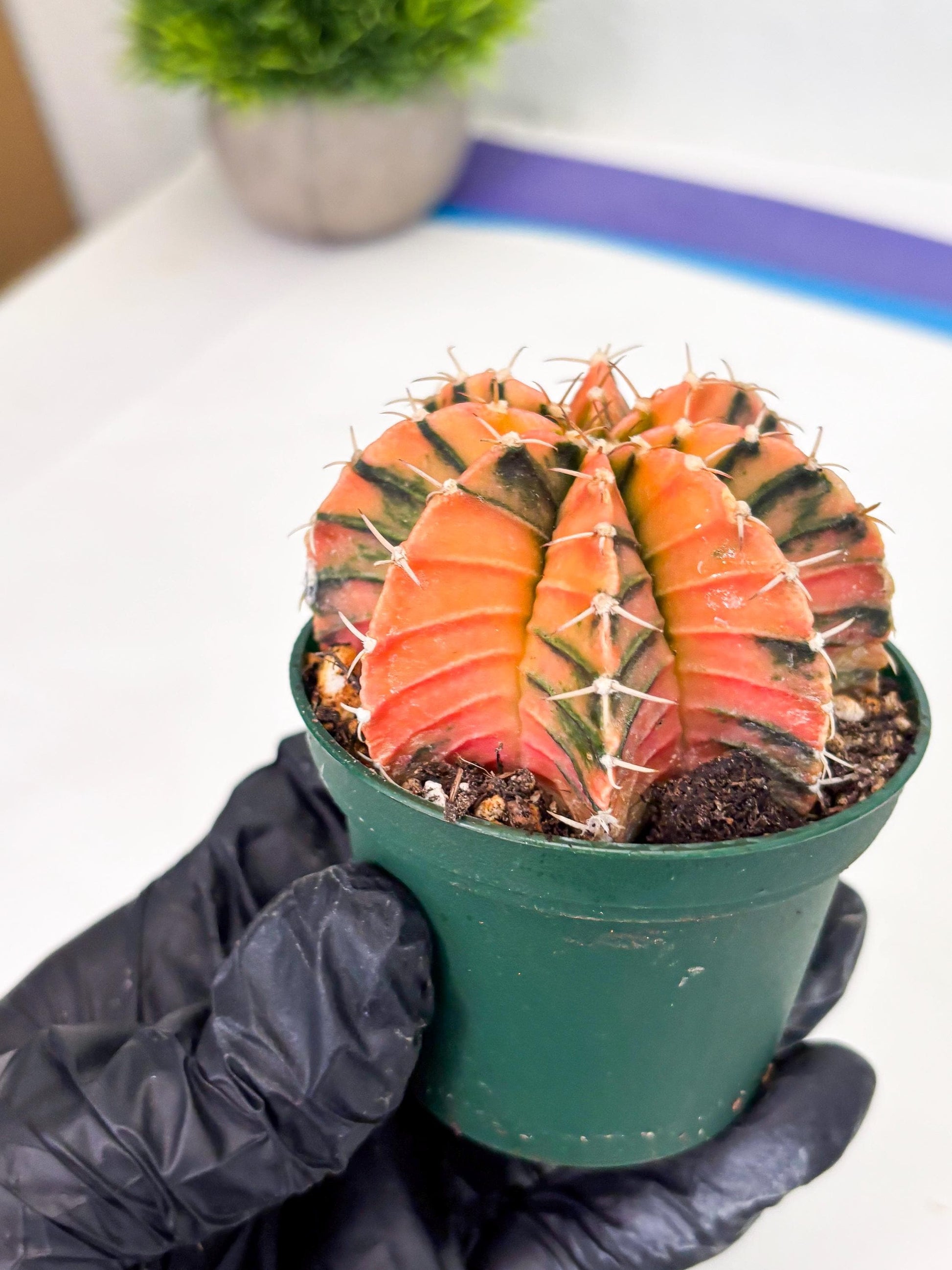 Gymnocalycium LB Hybrid (gy1) (y6) | variegated cactus