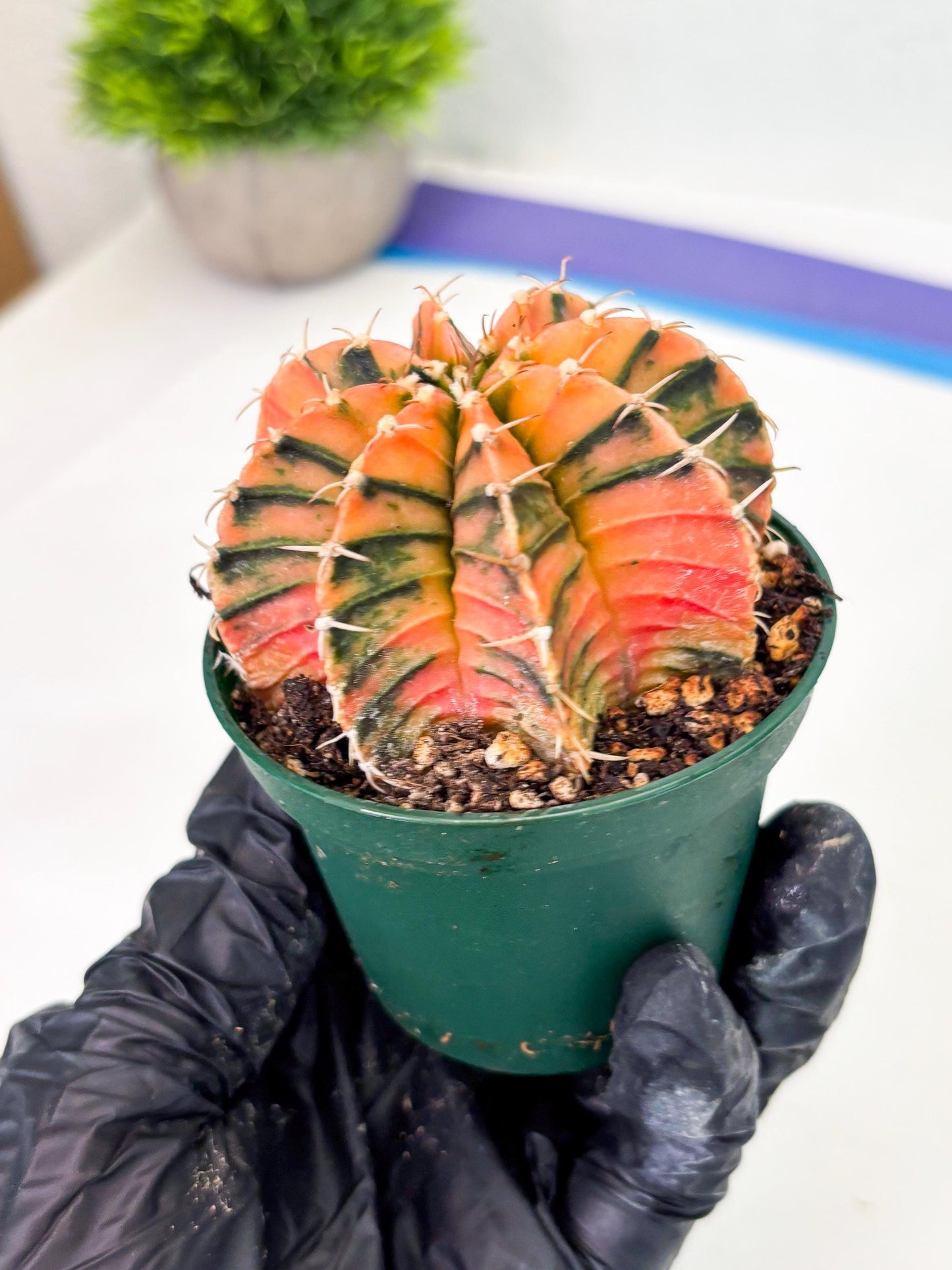 Gymnocalycium LB Hybrid (gy1) (y6) | variegated cactus