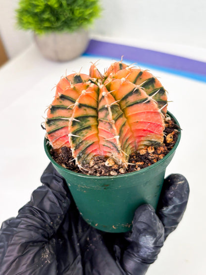 Gymnocalycium LB Hybrid (gy1) (y6) | variegated cactus
