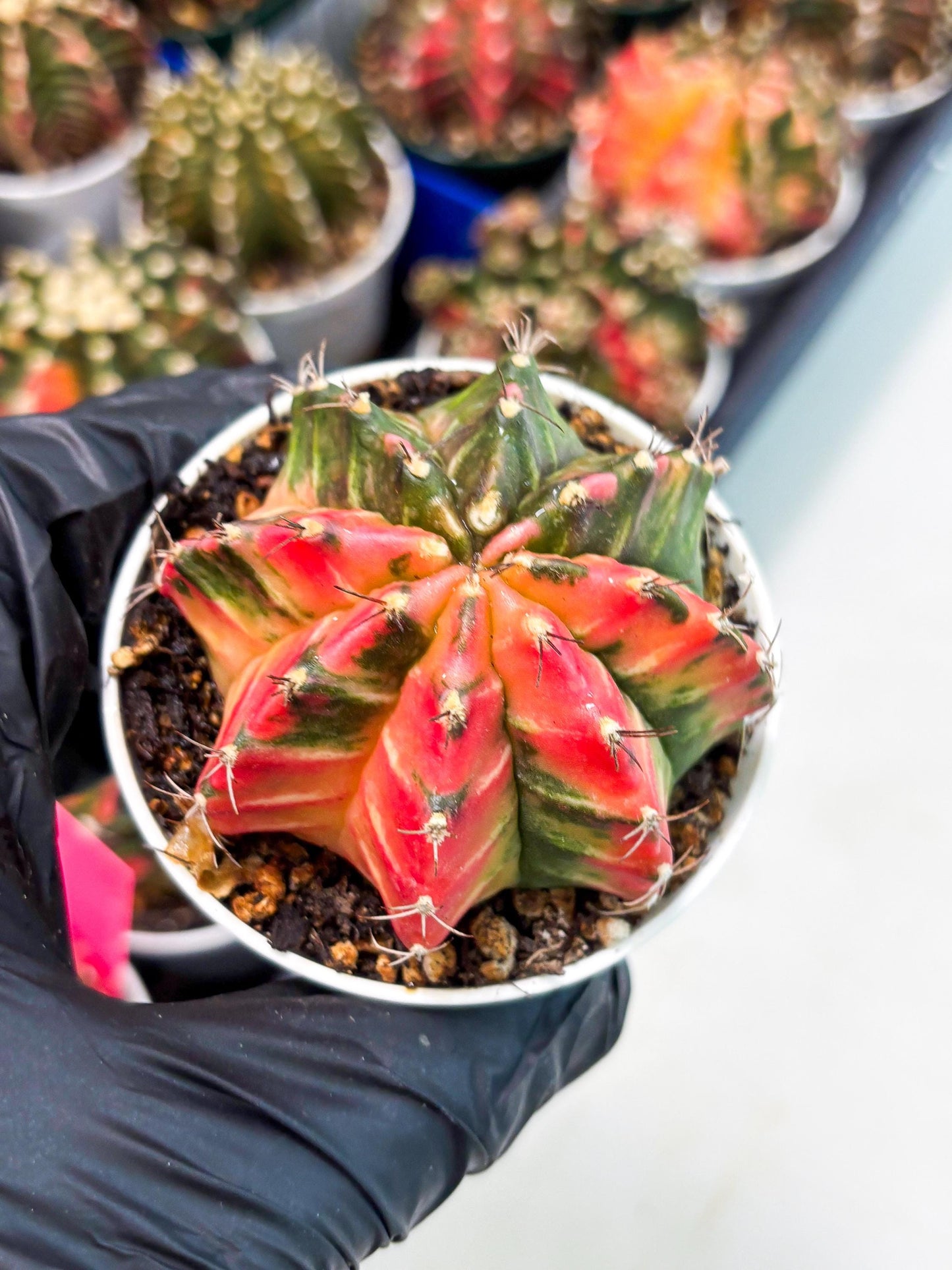 Gymnocalycium LB Hybrid (gy1) (y7) | variegated cactus