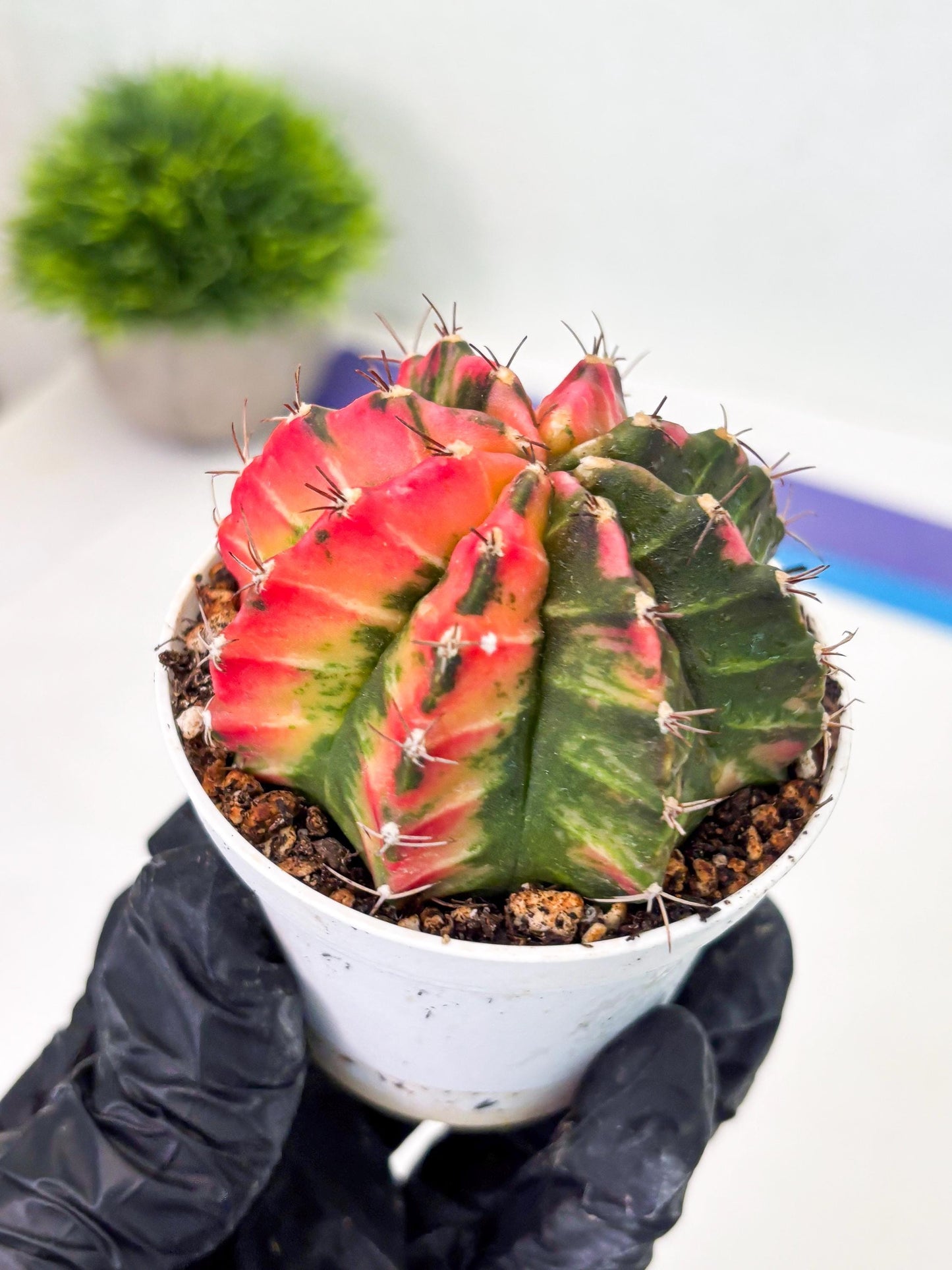 Gymnocalycium LB Hybrid (gy1) (y7) | variegated cactus