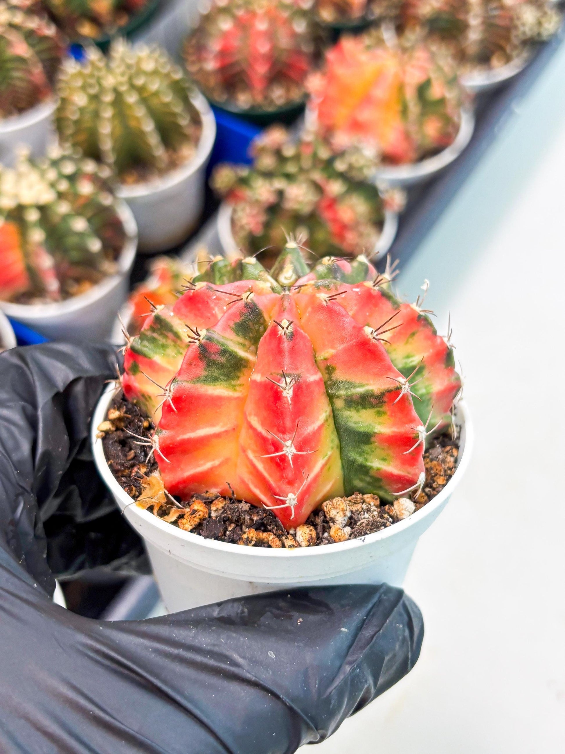 Gymnocalycium LB Hybrid (gy1) (y7) | variegated cactus