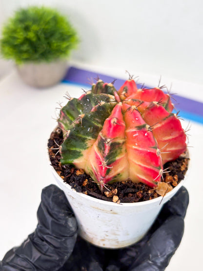Gymnocalycium LB Hybrid (gy1) (y7) | variegated cactus