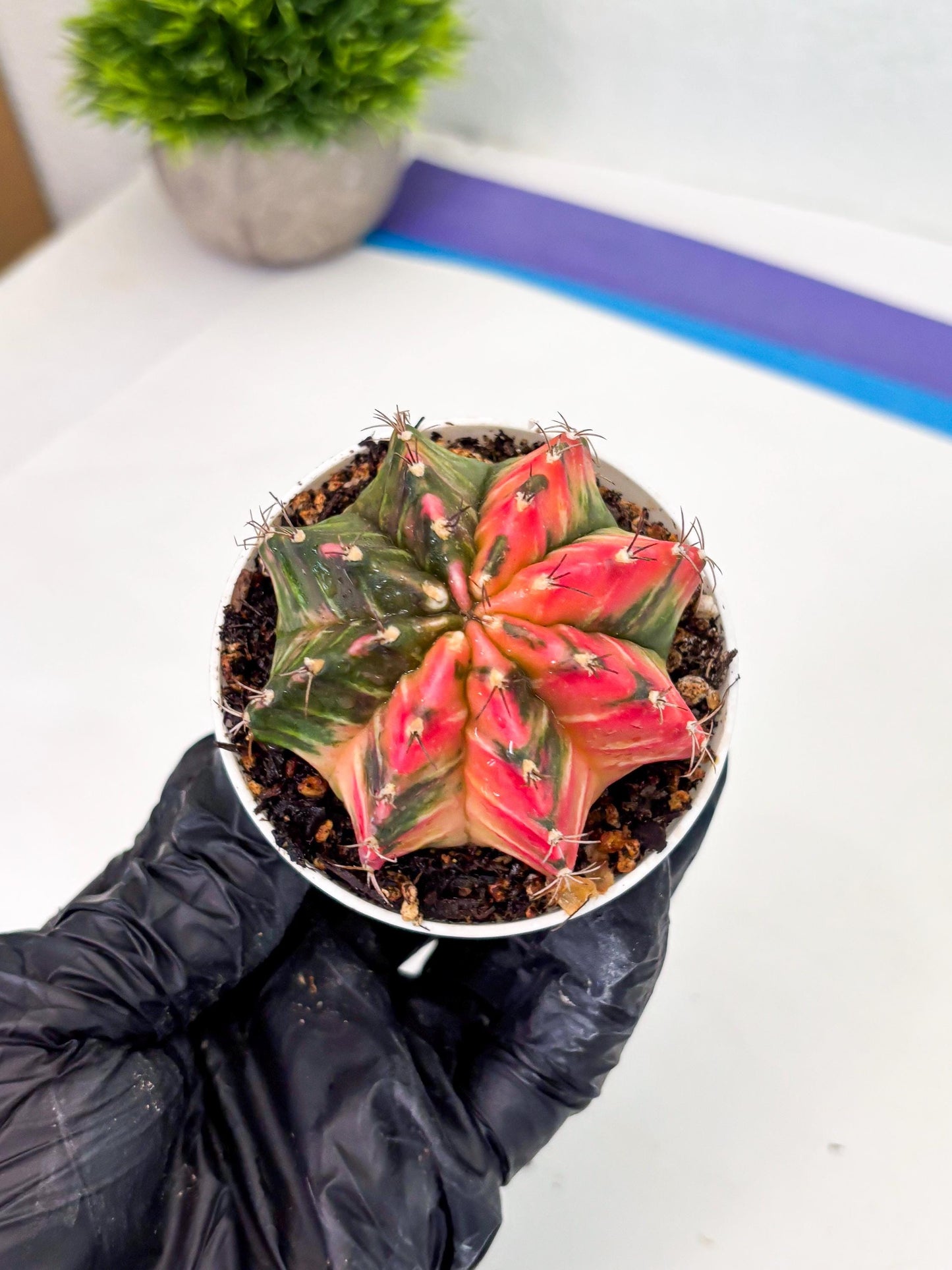 Gymnocalycium LB Hybrid (gy1) (y7) | variegated cactus