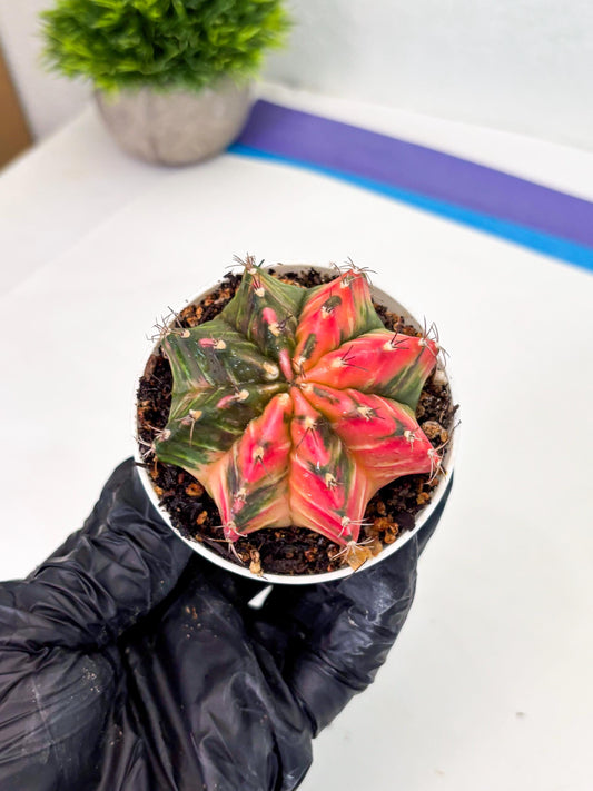 Gymnocalycium LB Hybrid (gy1) (y7) | variegated cactus