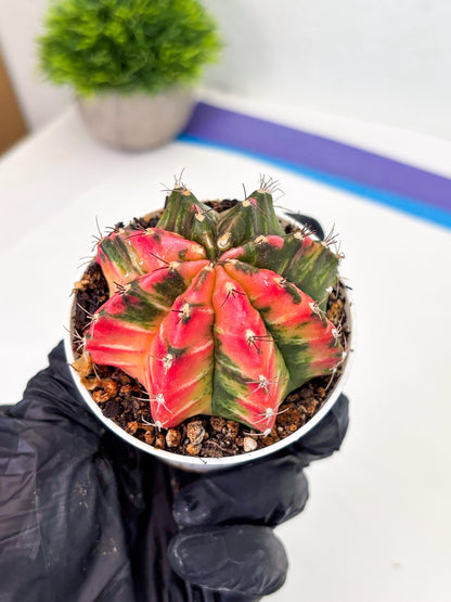 Gymnocalycium LB Hybrid (gy1) (y7) | variegated cactus