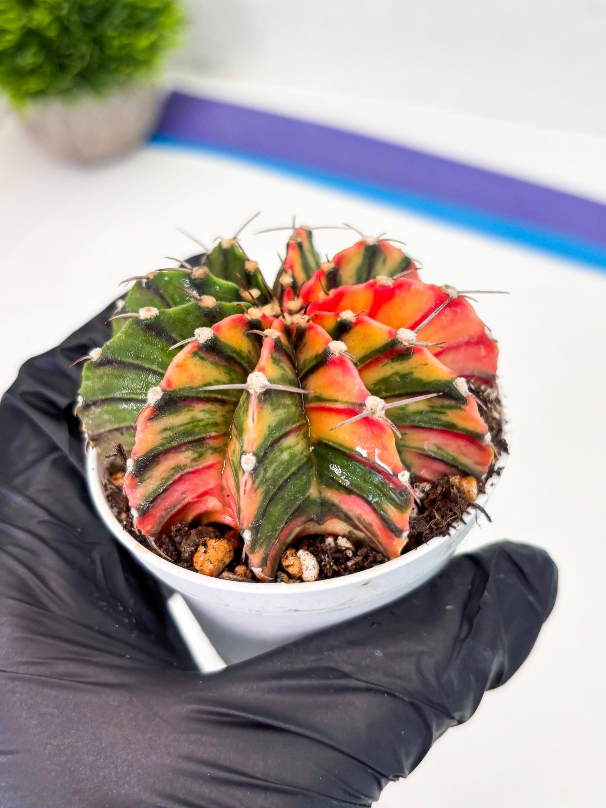 Gymnocalycium LB Hybrid (gy1) (b1) | variegated cactus