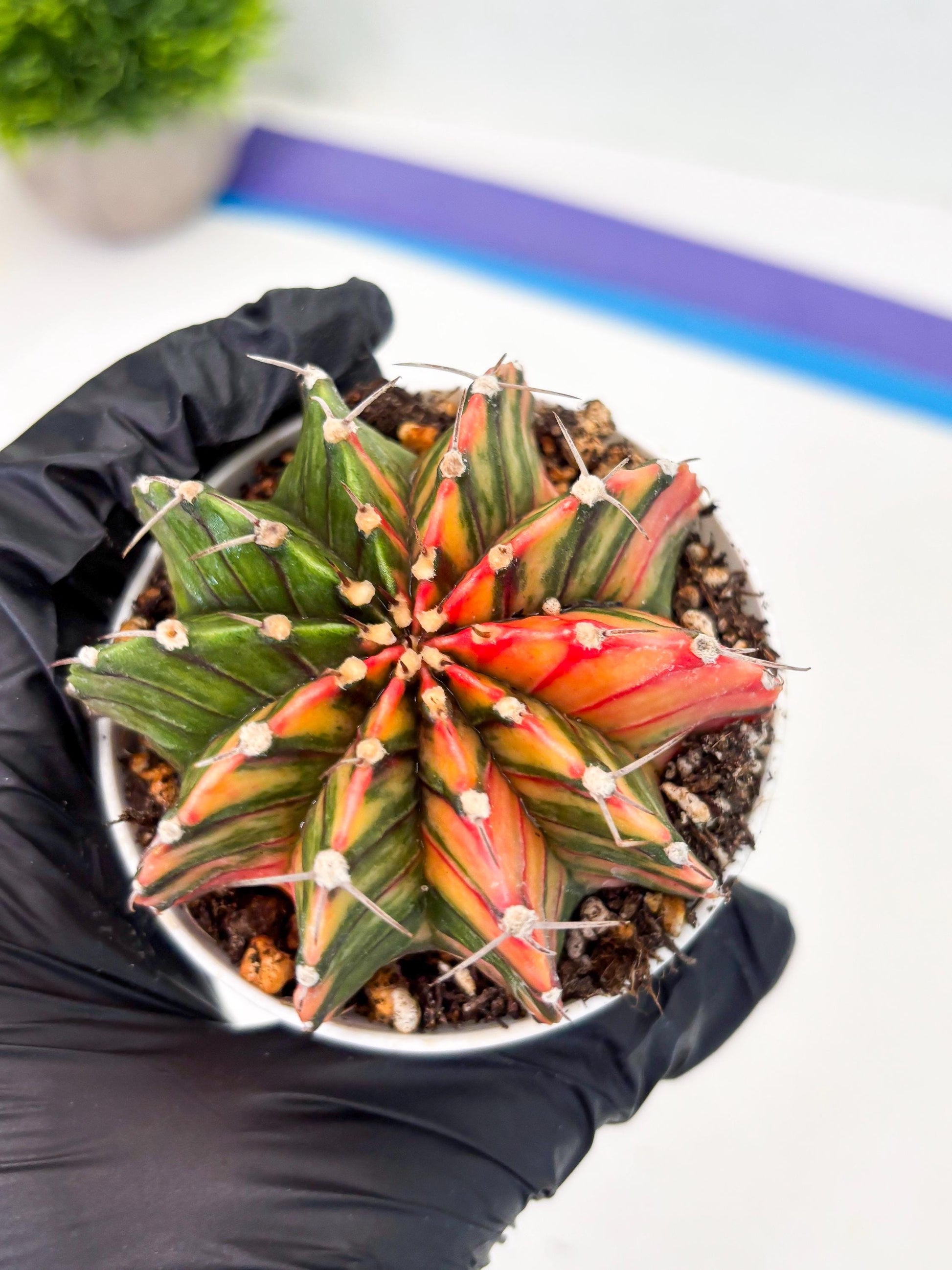 Gymnocalycium LB Hybrid (gy1) (b1) | variegated cactus