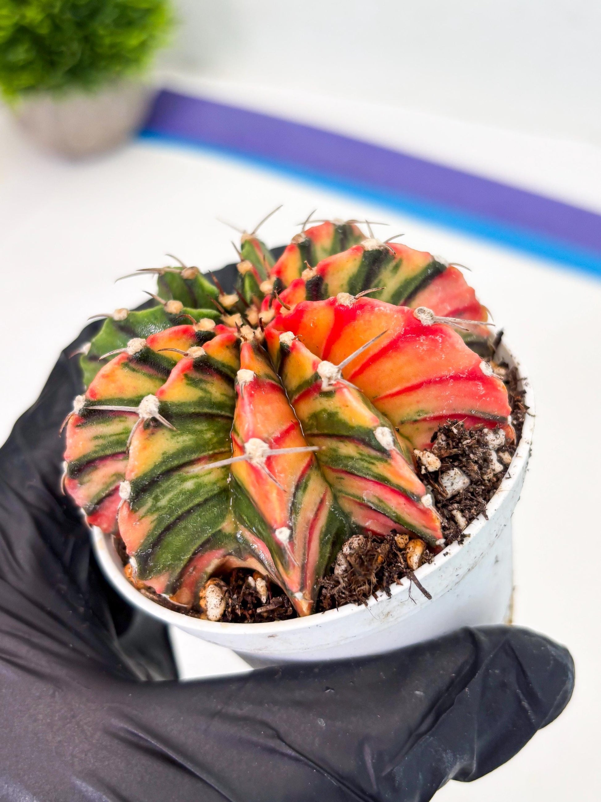 Gymnocalycium LB Hybrid (gy1) (b1) | variegated cactus