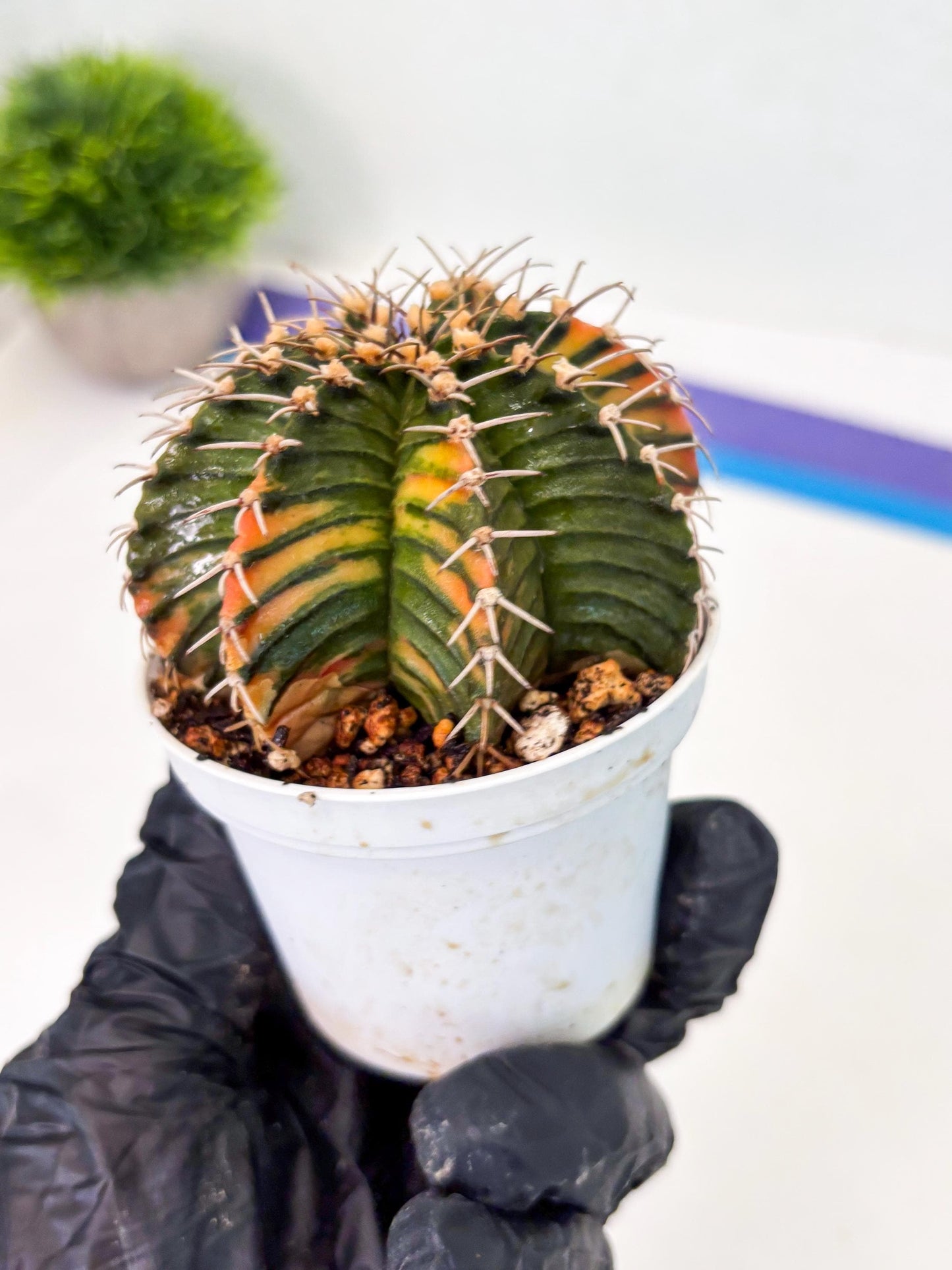 Gymnocalycium LB Hybrid (gy1) (b2) | variegated cactus