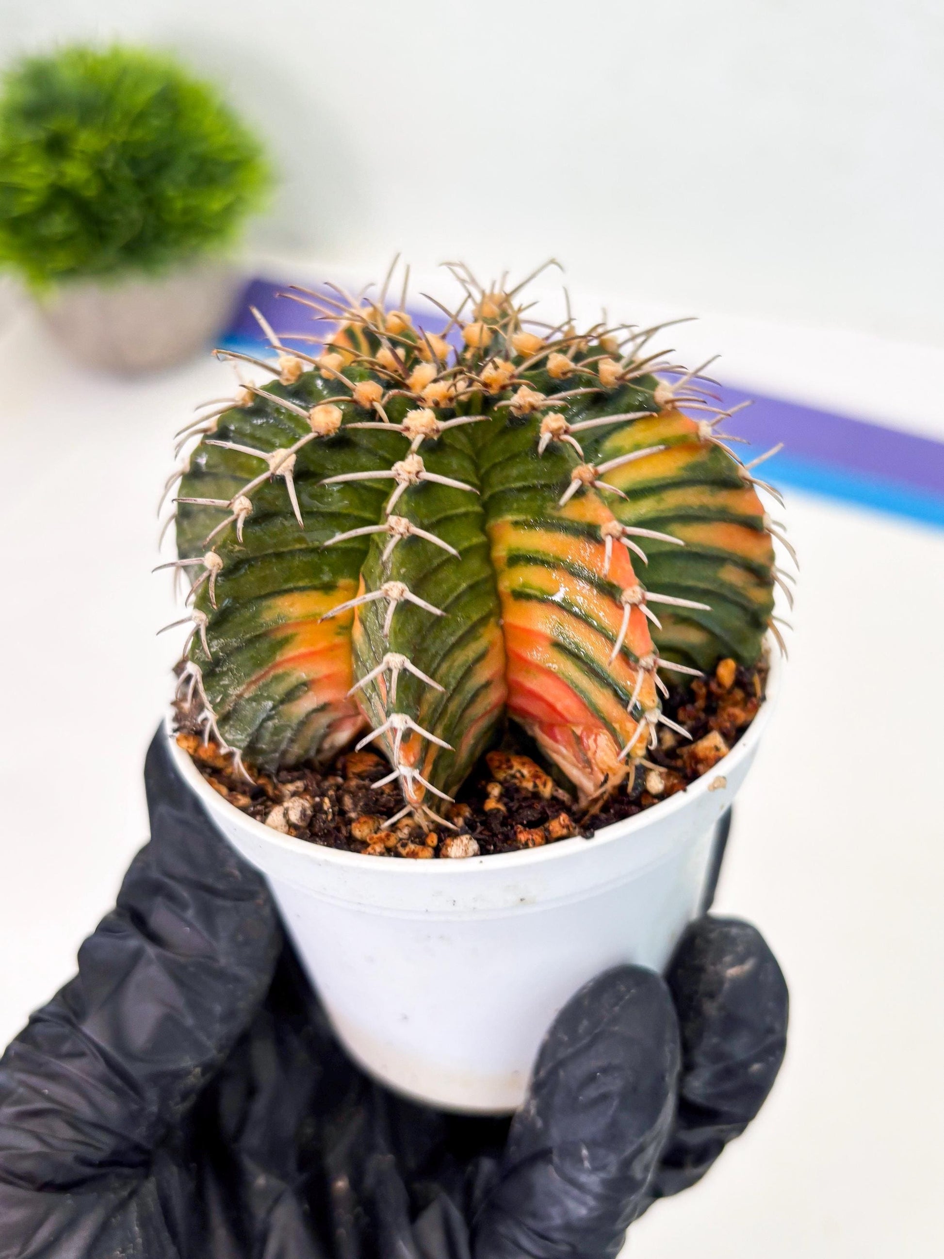 Gymnocalycium LB Hybrid (gy1) (b2) | variegated cactus