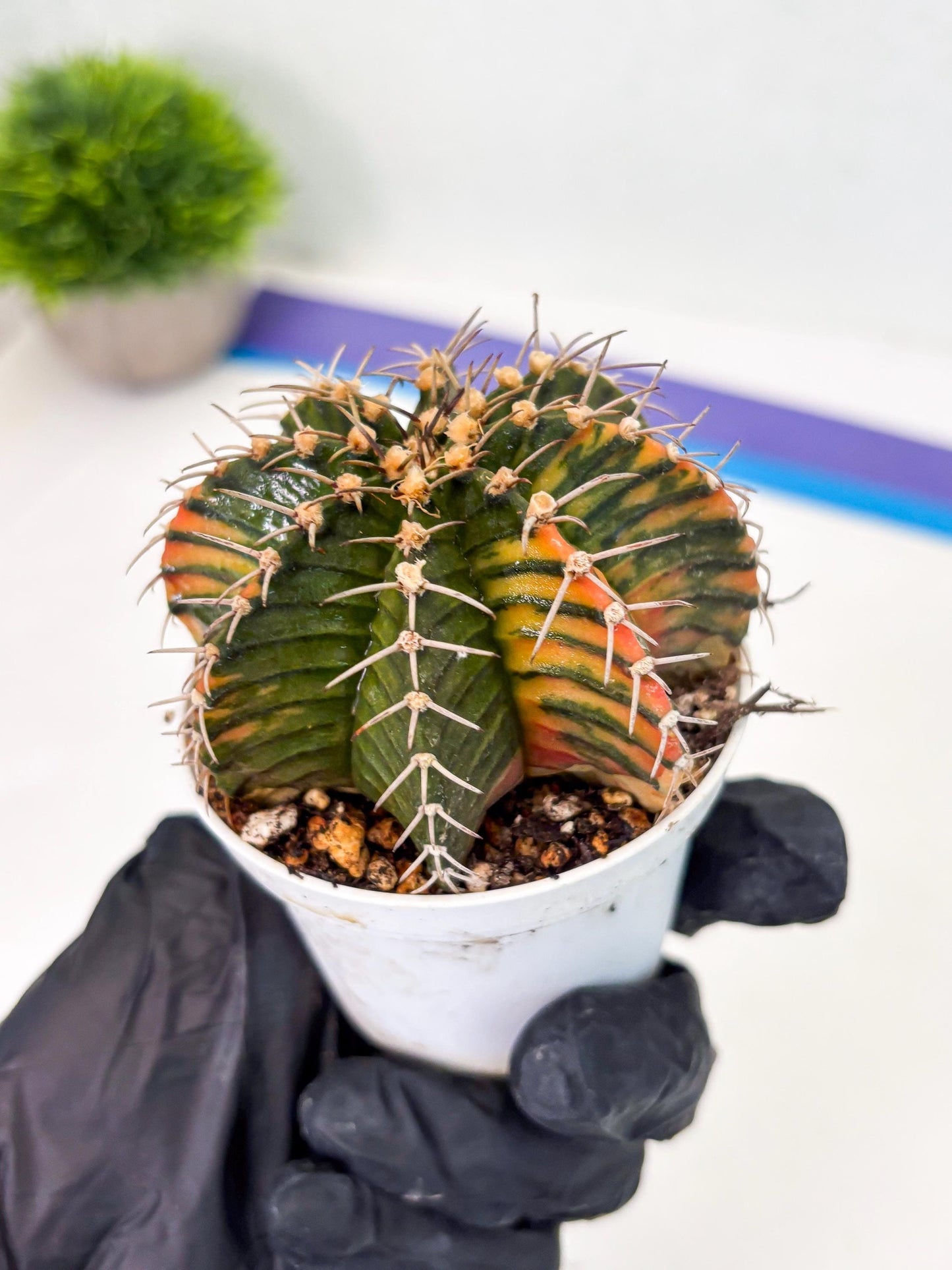 Gymnocalycium LB Hybrid (gy1) (b2) | variegated cactus