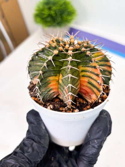 Gymnocalycium LB Hybrid (gy1) (b2) | variegated cactus