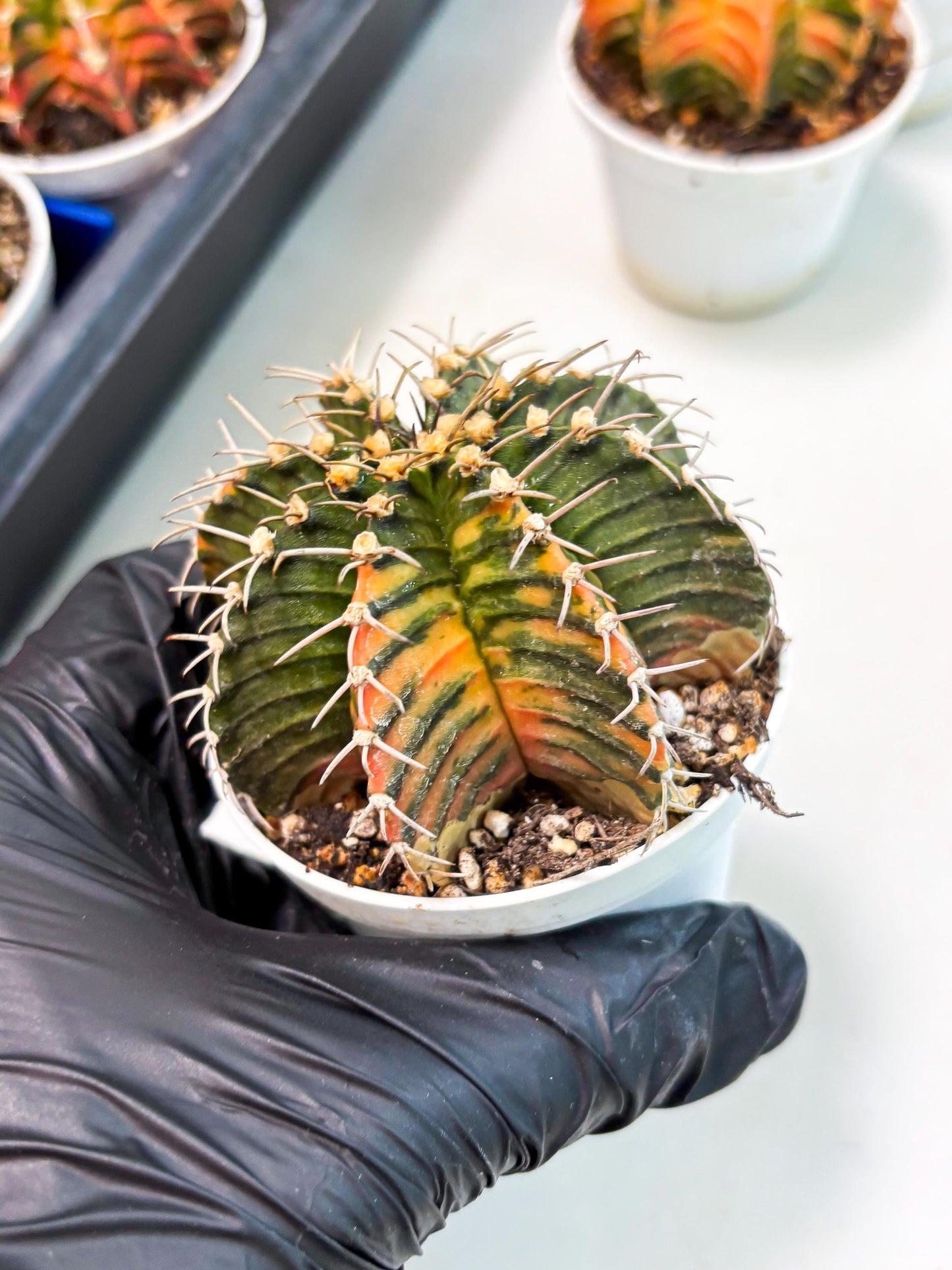 Gymnocalycium LB Hybrid (gy1) (b2) | variegated cactus