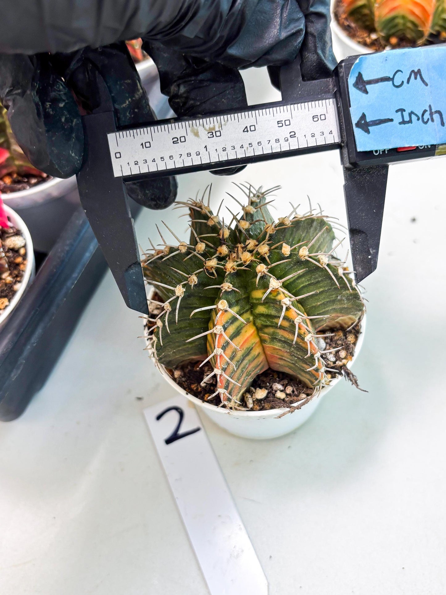 Gymnocalycium LB Hybrid (gy1) (b2) | variegated cactus