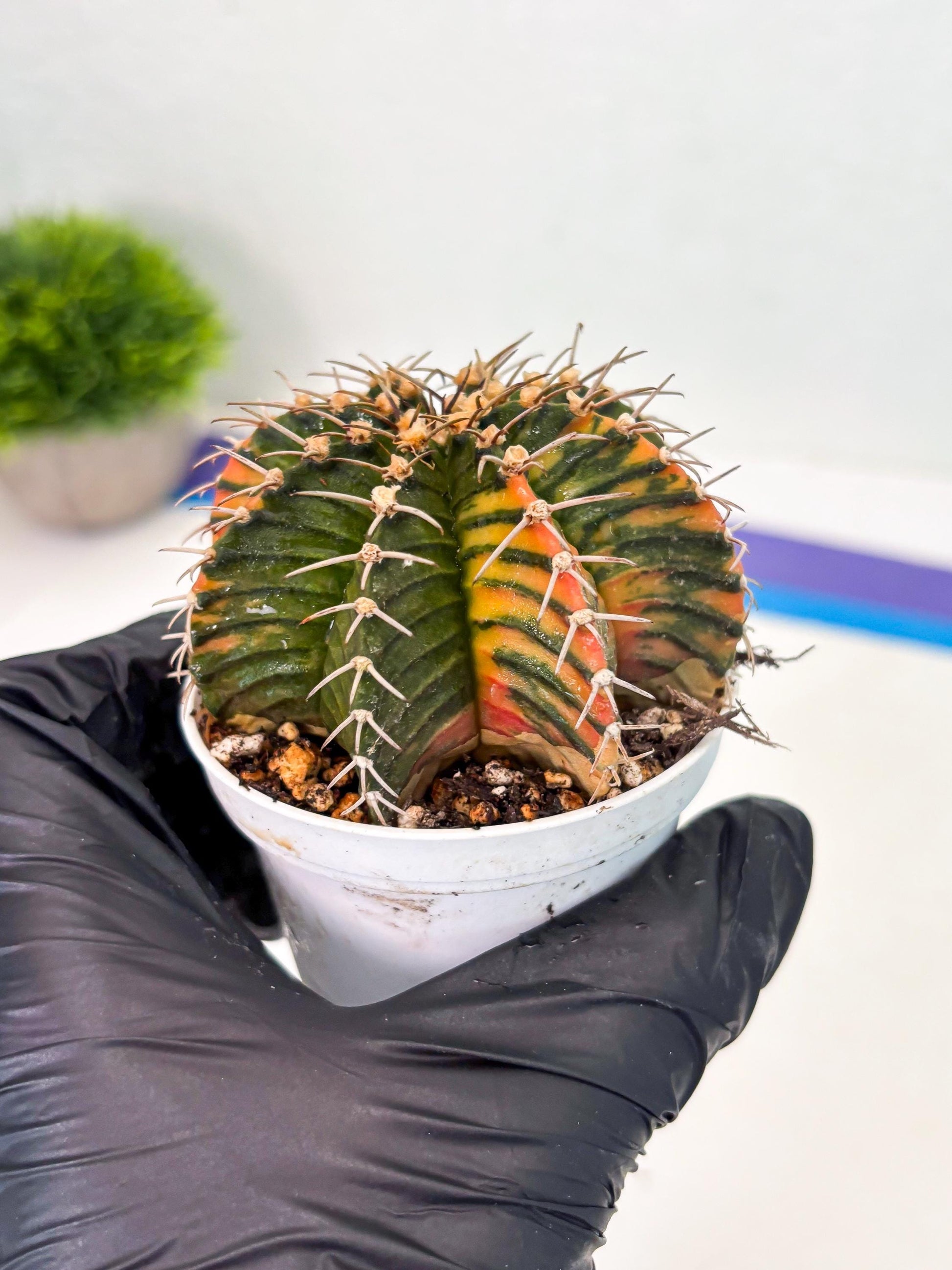 Gymnocalycium LB Hybrid (gy1) (b2) | variegated cactus