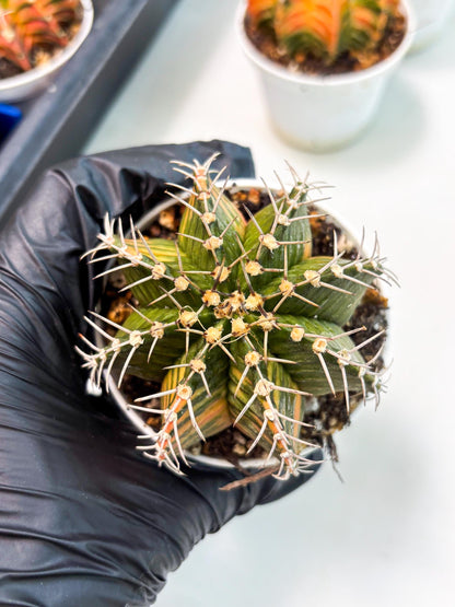 Gymnocalycium LB Hybrid (gy1) (b2) | variegated cactus
