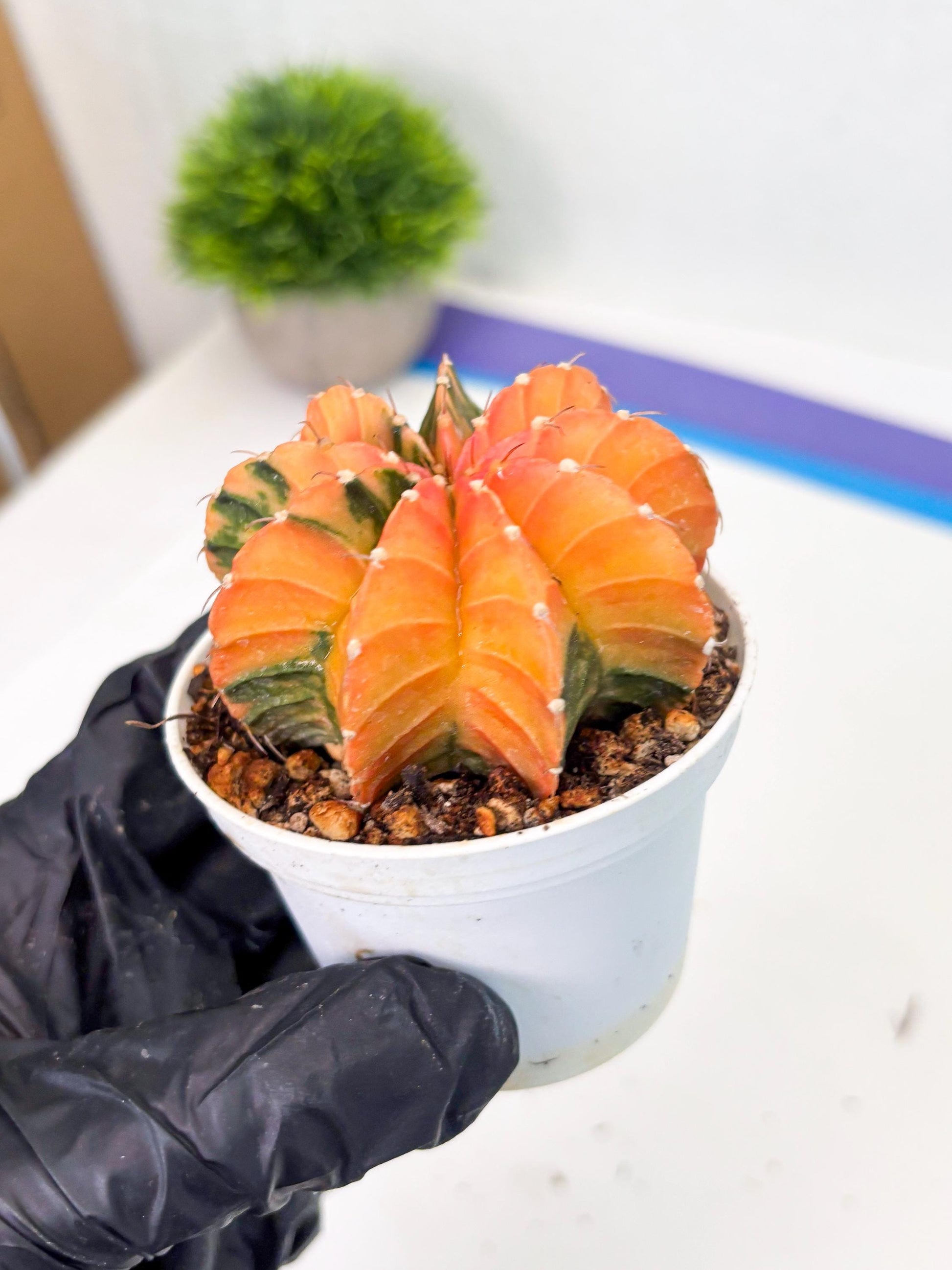 Gymnocalycium LB Hybrid (gy1) (b3) | variegated cactus