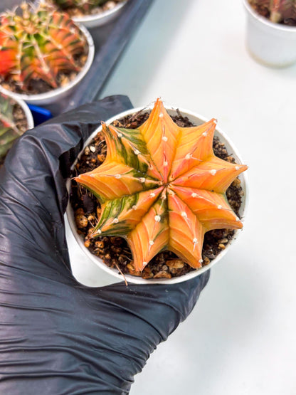 Gymnocalycium LB Hybrid (gy1) (b3) | variegated cactus