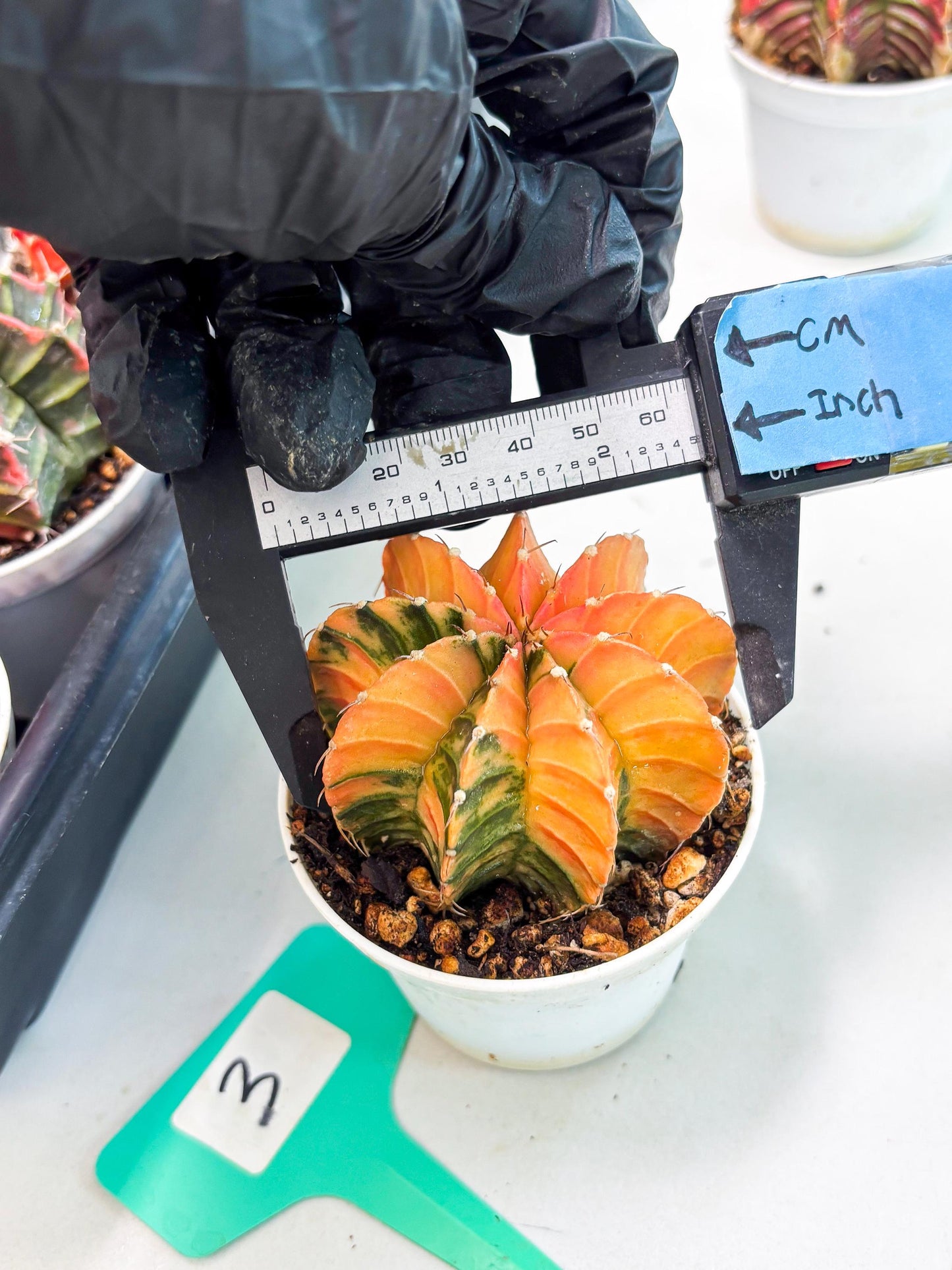 Gymnocalycium LB Hybrid (gy1) (b3) | variegated cactus