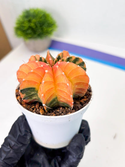 Gymnocalycium LB Hybrid (gy1) (b3) | variegated cactus